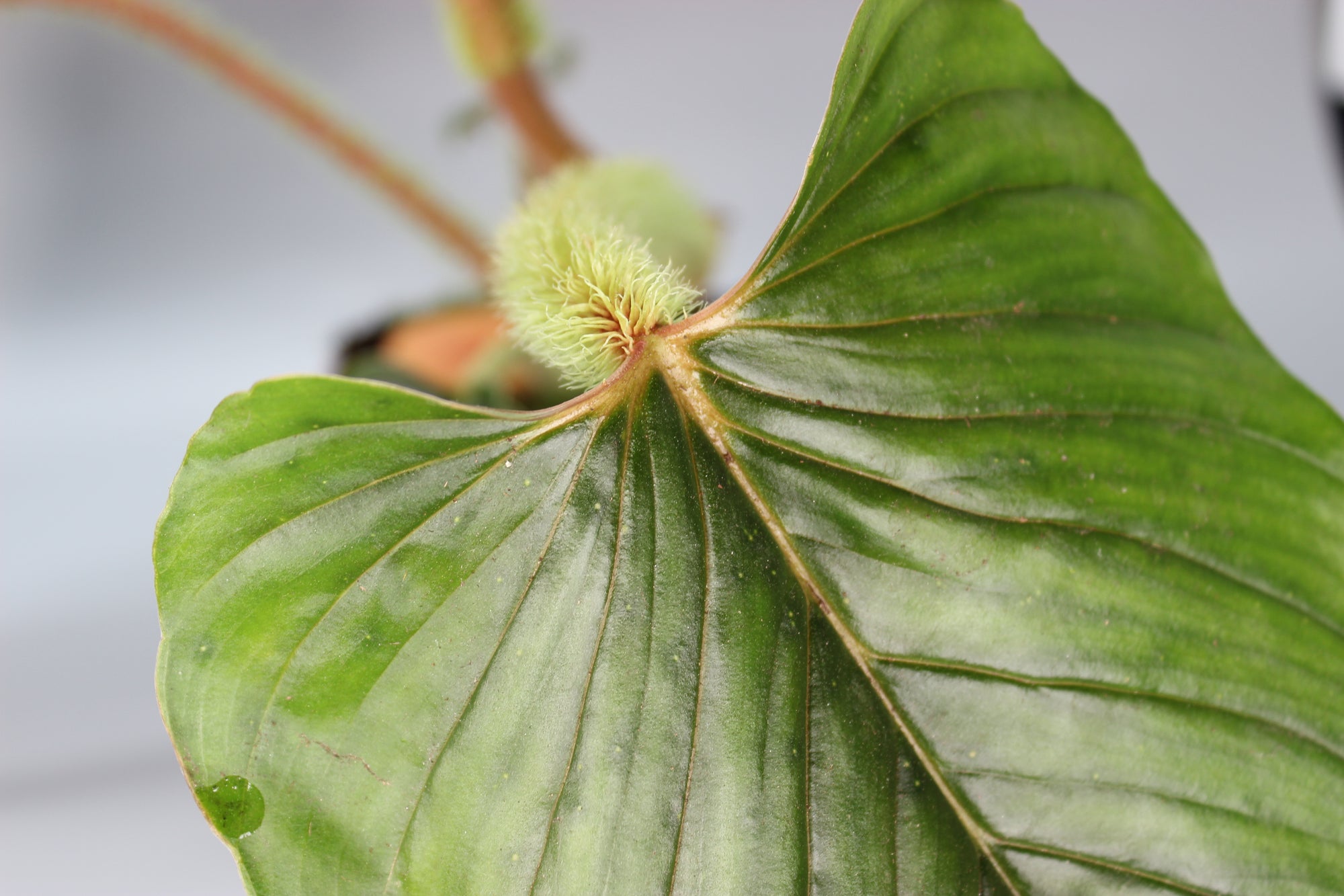 Philodendron Serpens