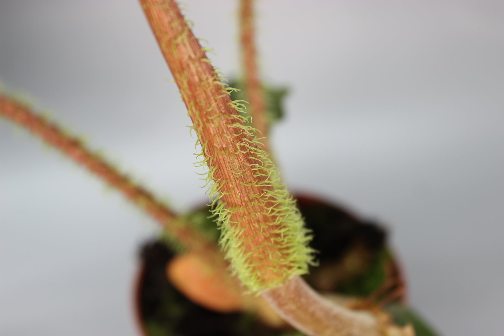 Philodendron Serpens