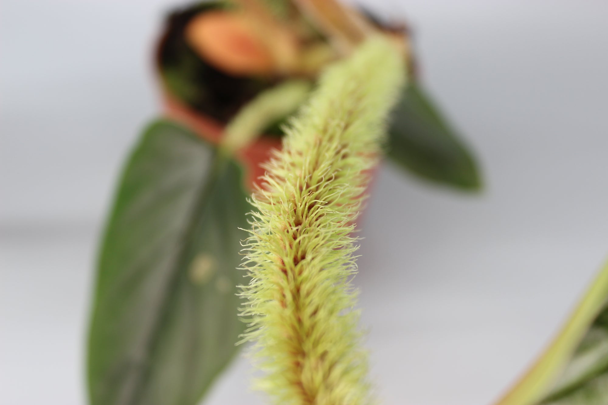 Philodendron Serpens