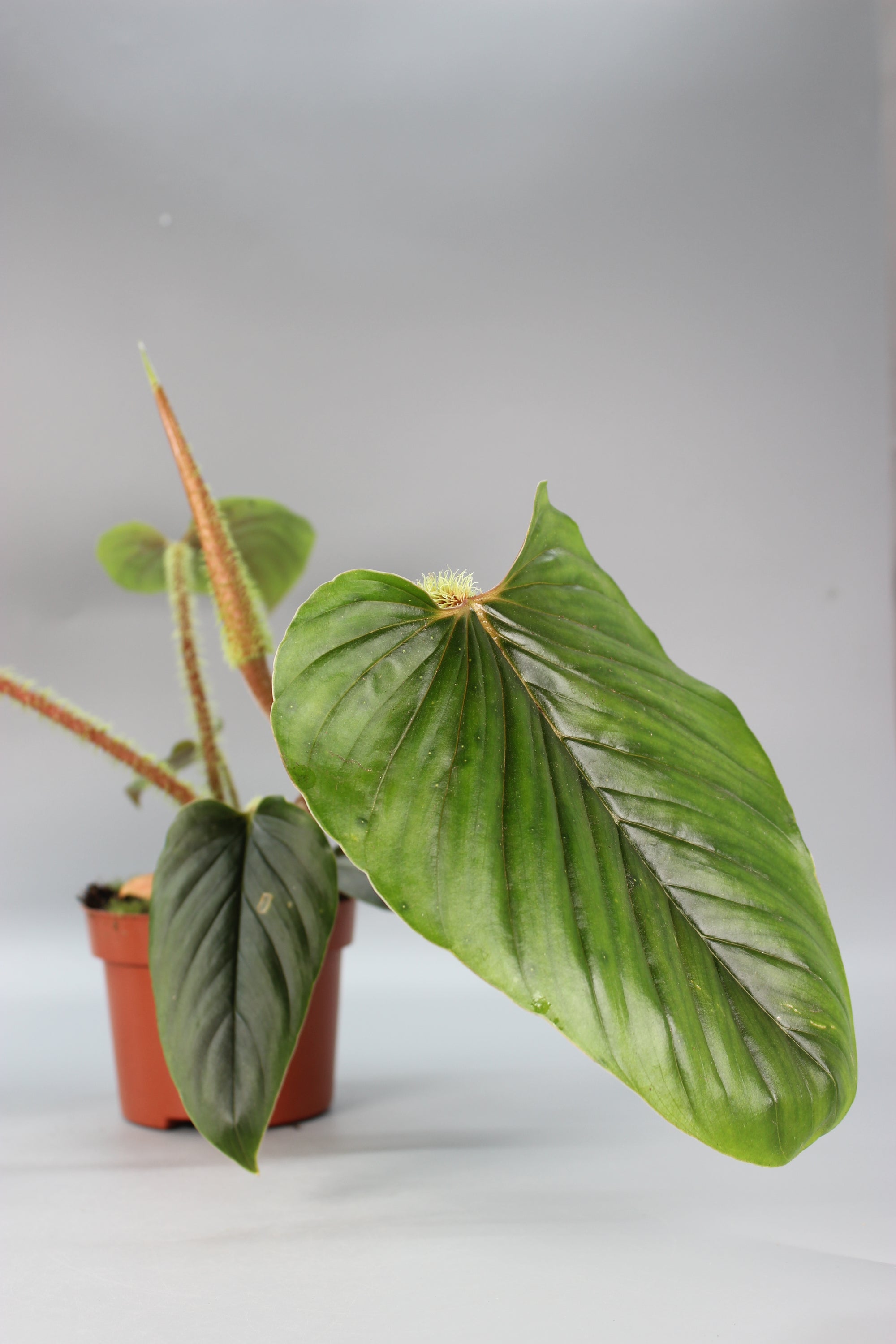 Philodendron Serpens
