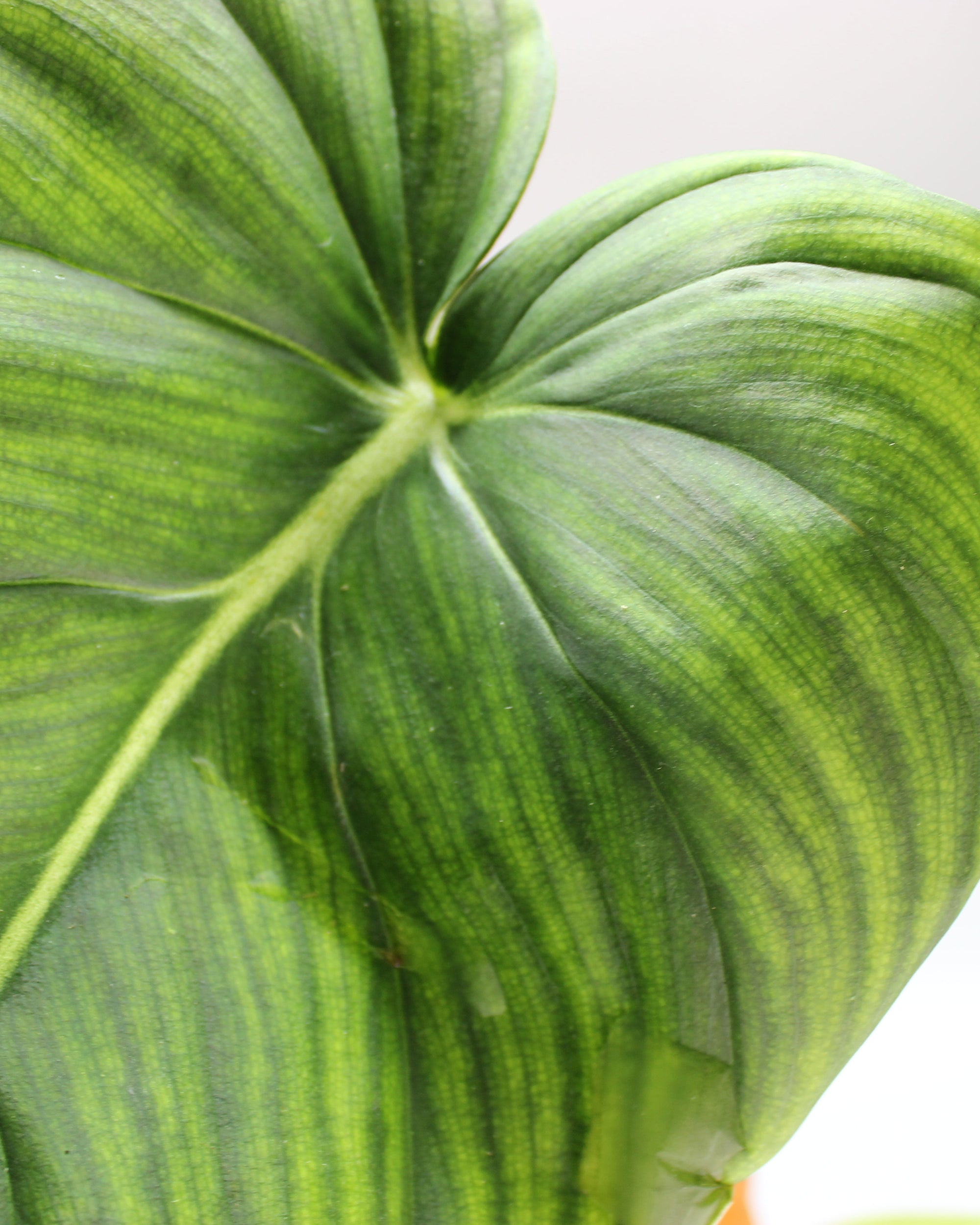 Philodendron McDowell