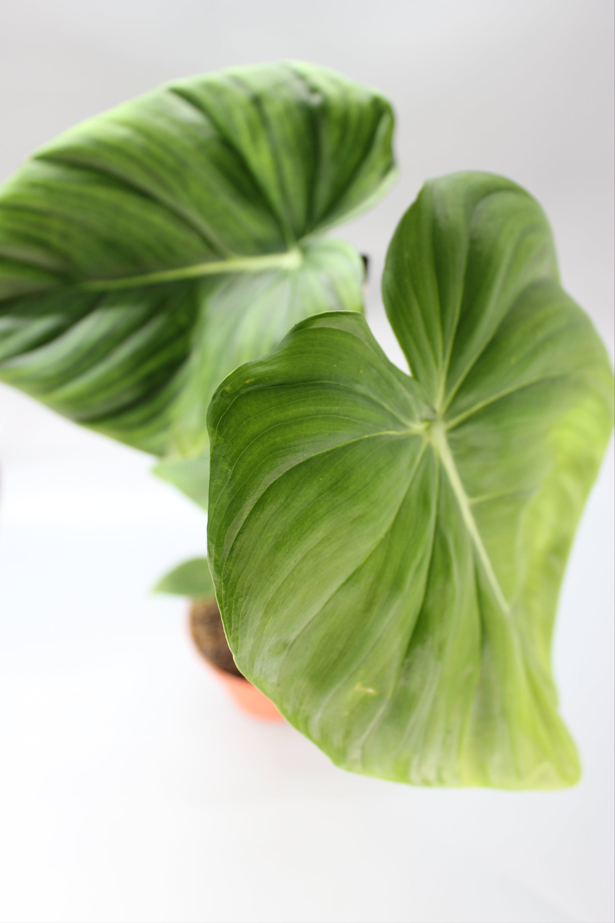 Philodendron McDowell