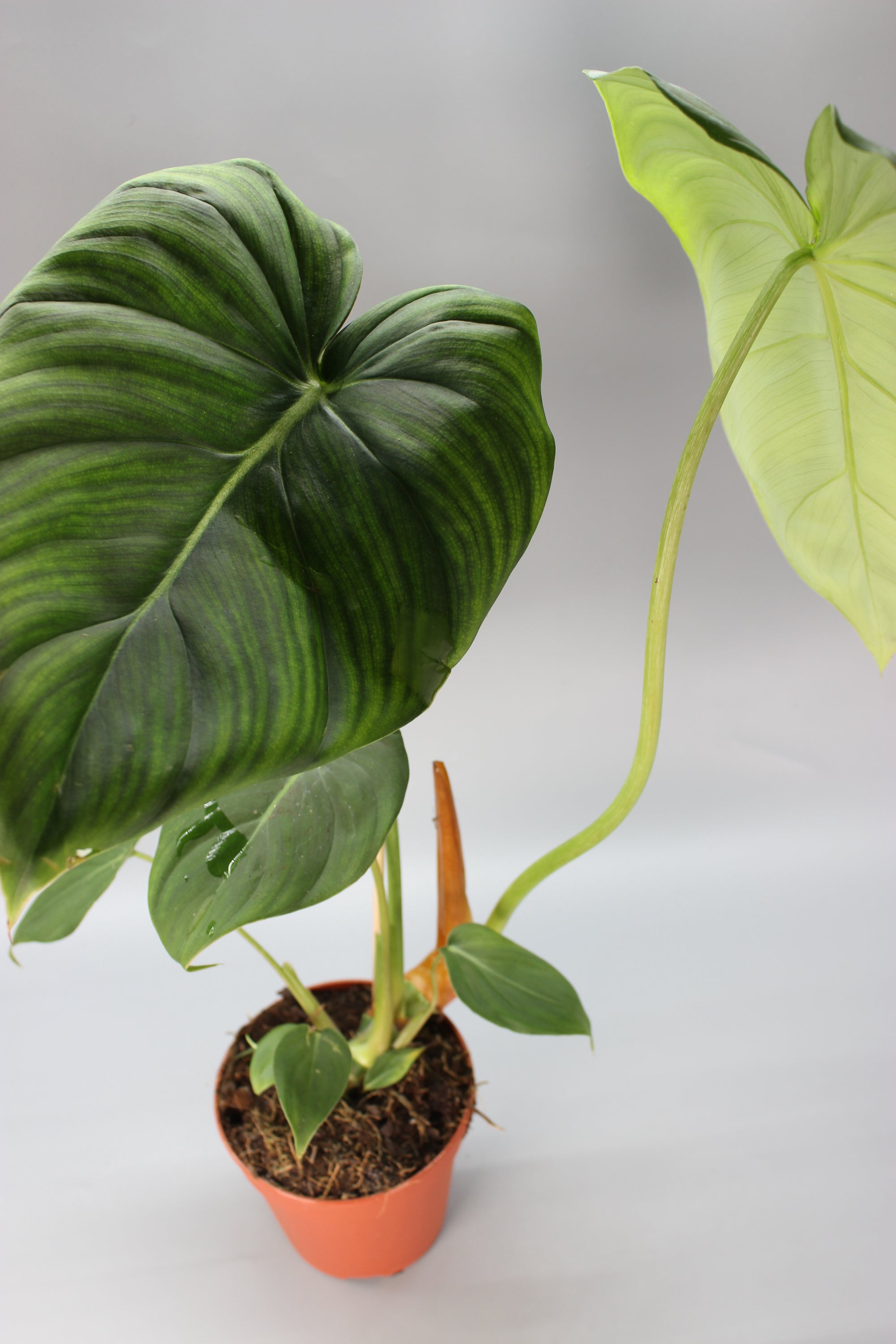 Philodendron McDowell