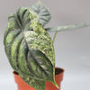 Exotic Mint Trio Bundle