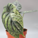 Exotic Mint Trio Bundle