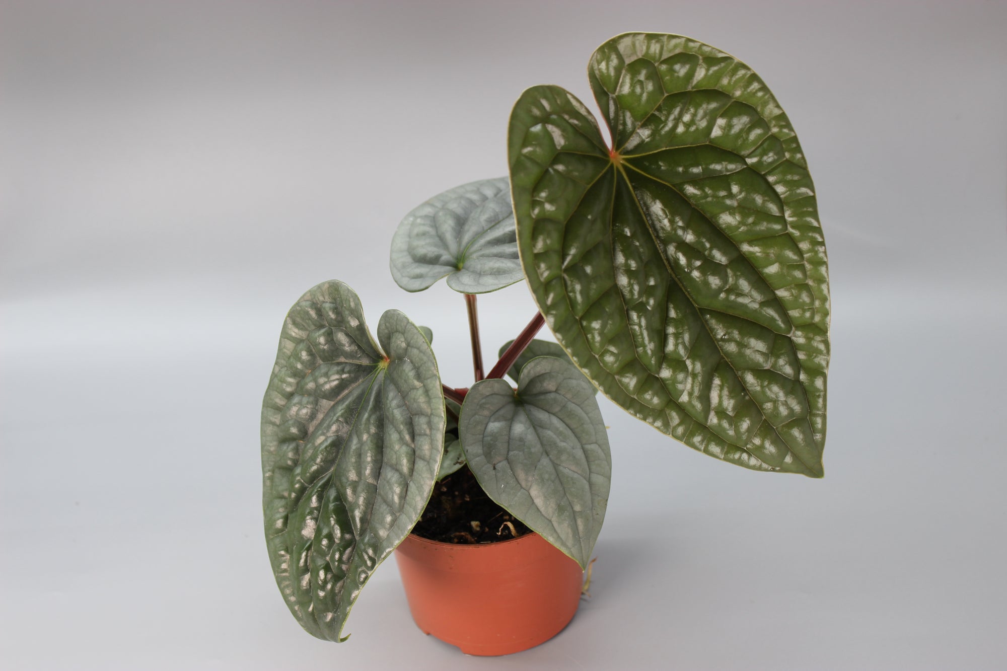 Anthurium Luxurians
