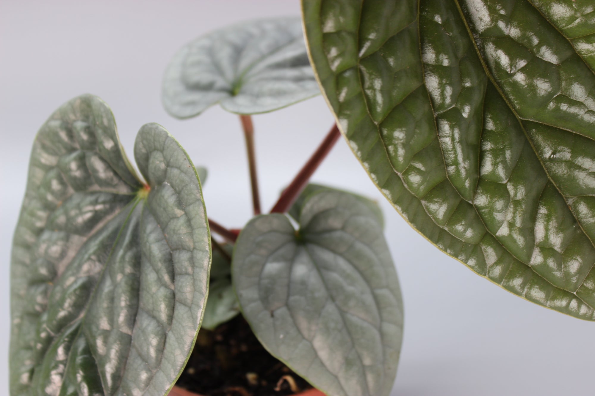 Anthurium Luxurians