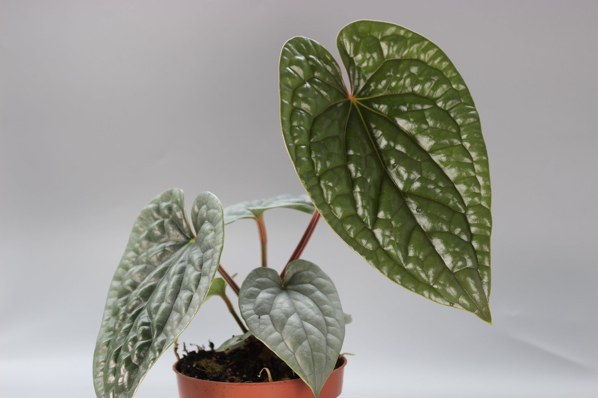 Anthurium Luxurians