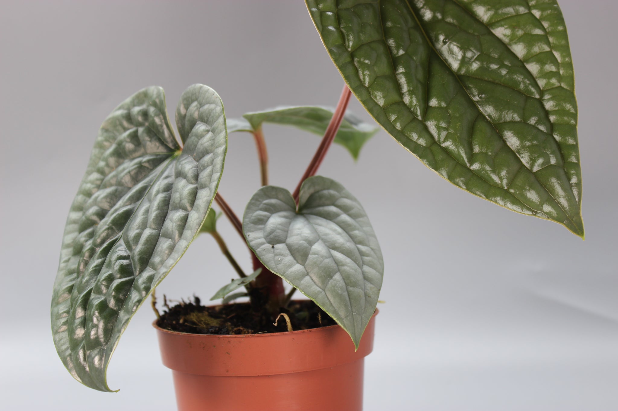 Anthurium Luxurians
