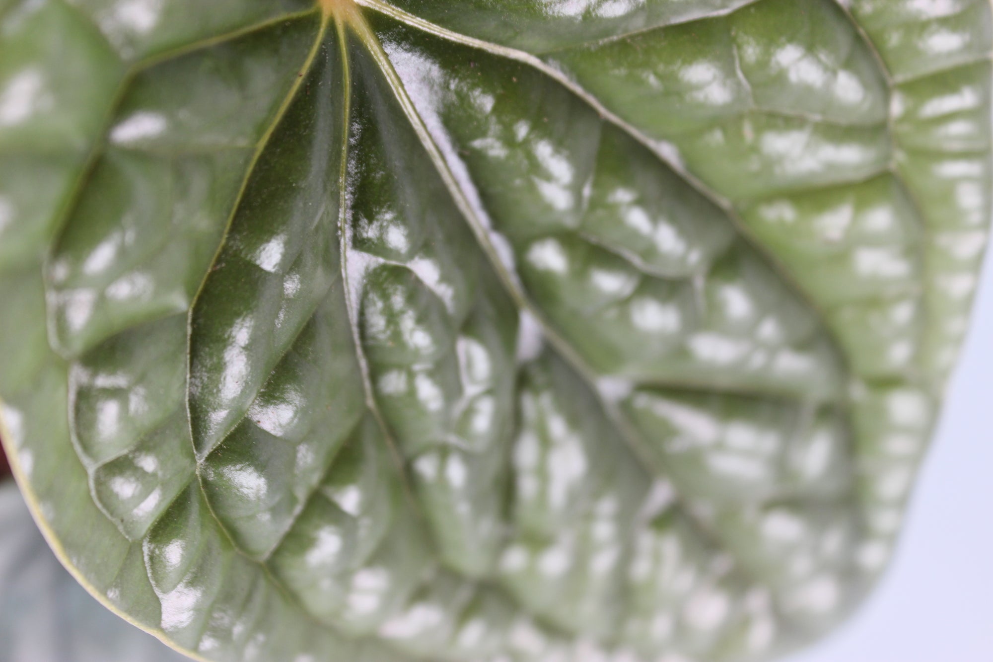 Anthurium Luxurians