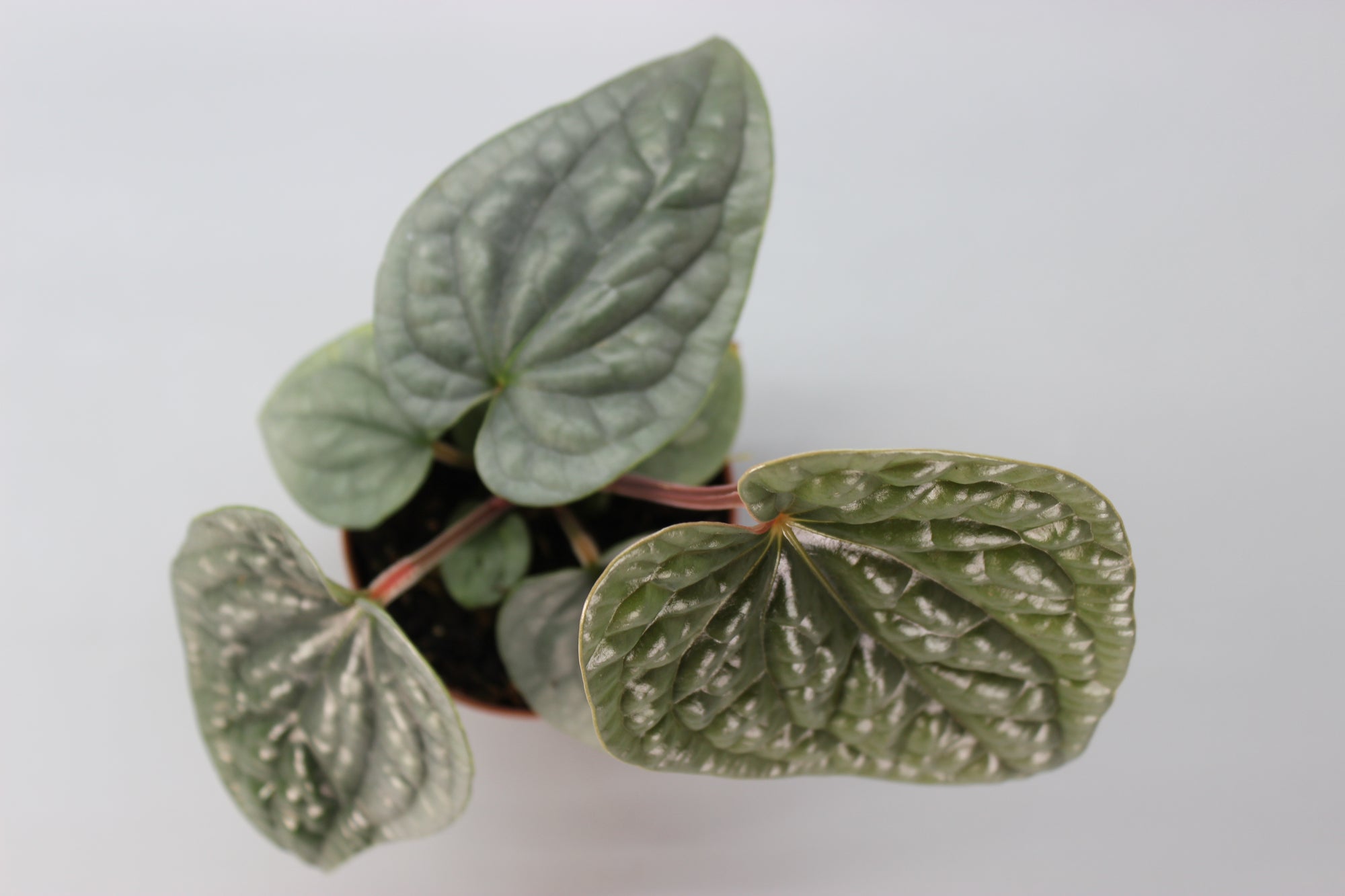 Anthurium Luxurians