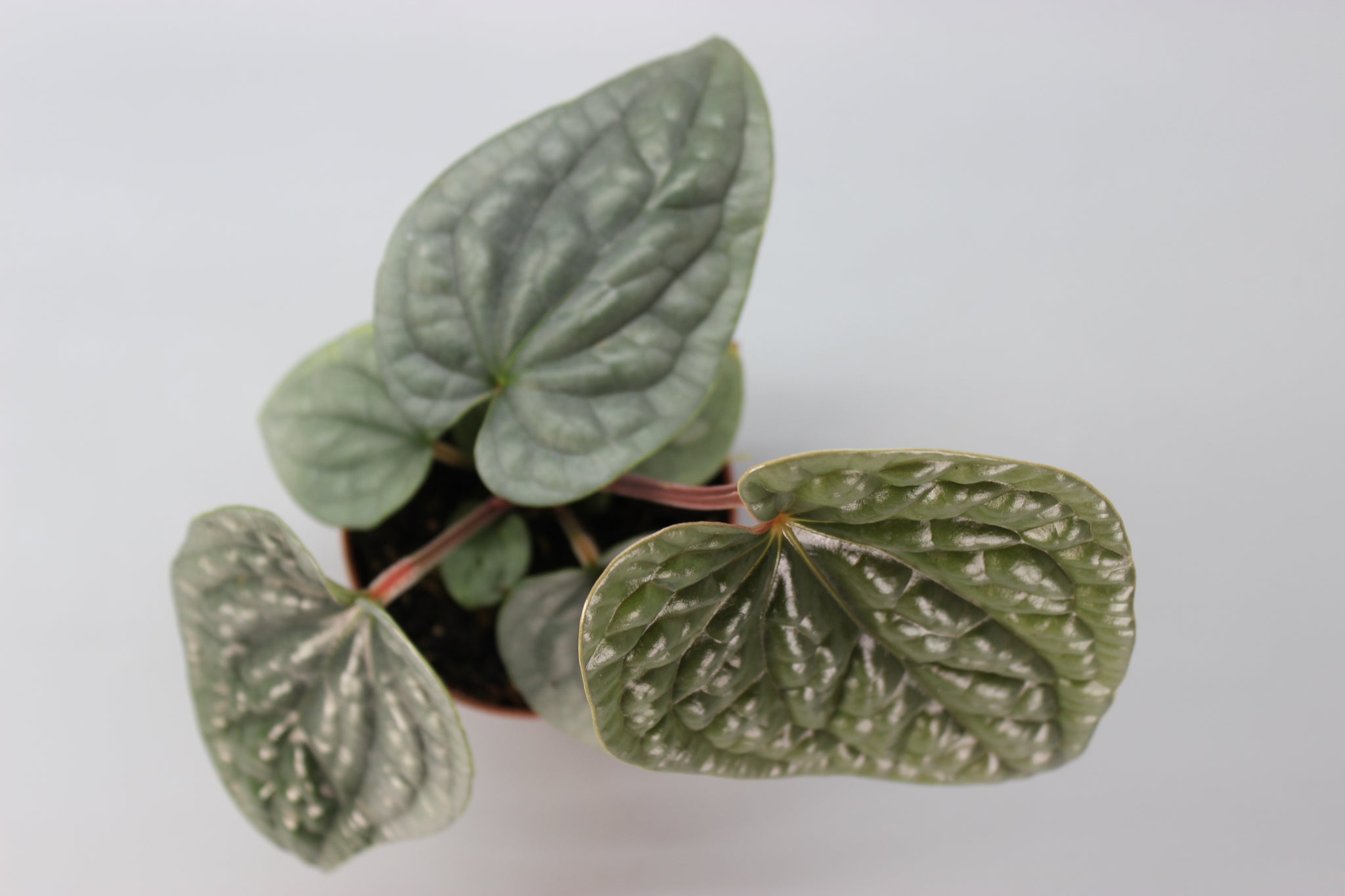 Anthurium Luxurians