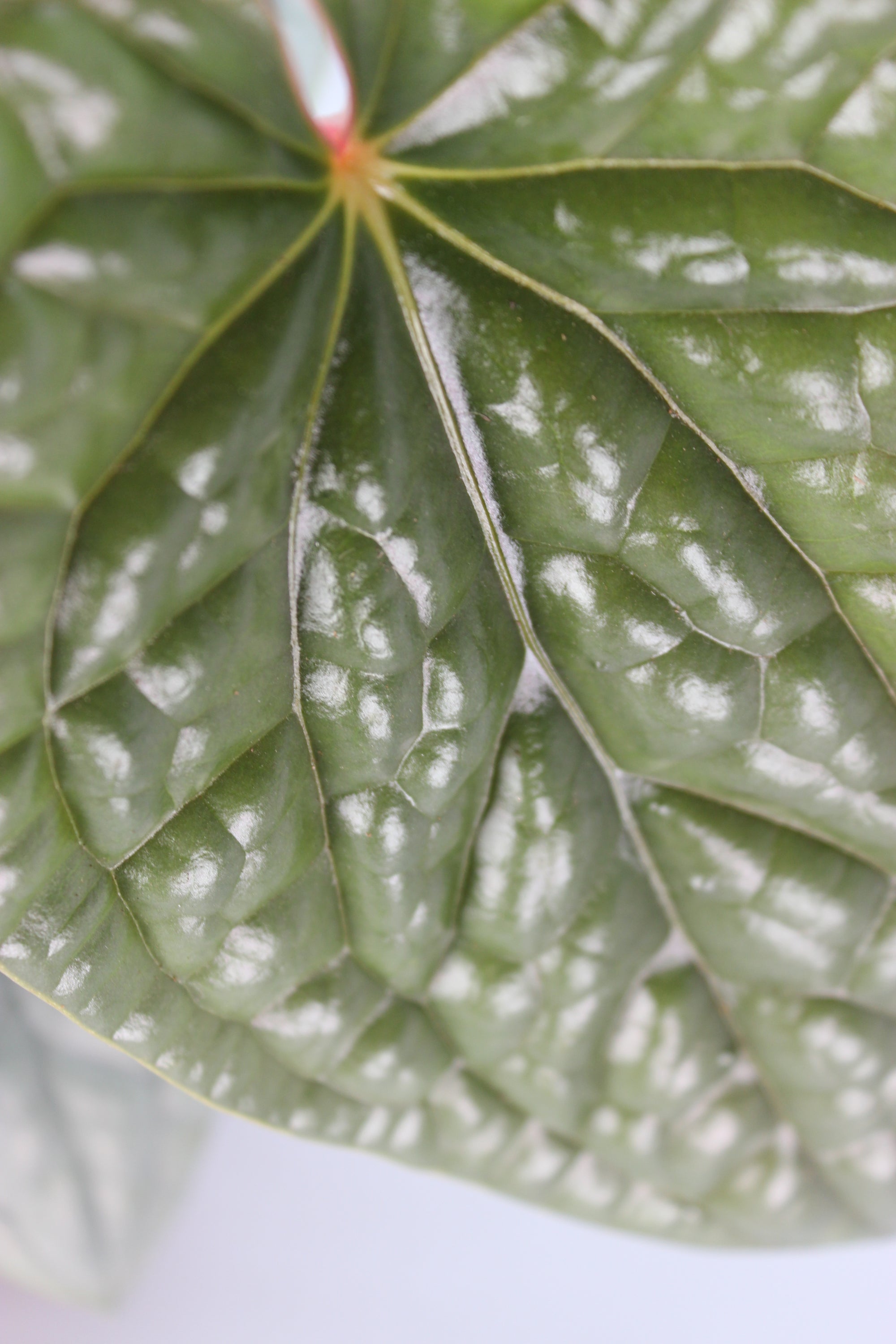 Anthurium Luxurians