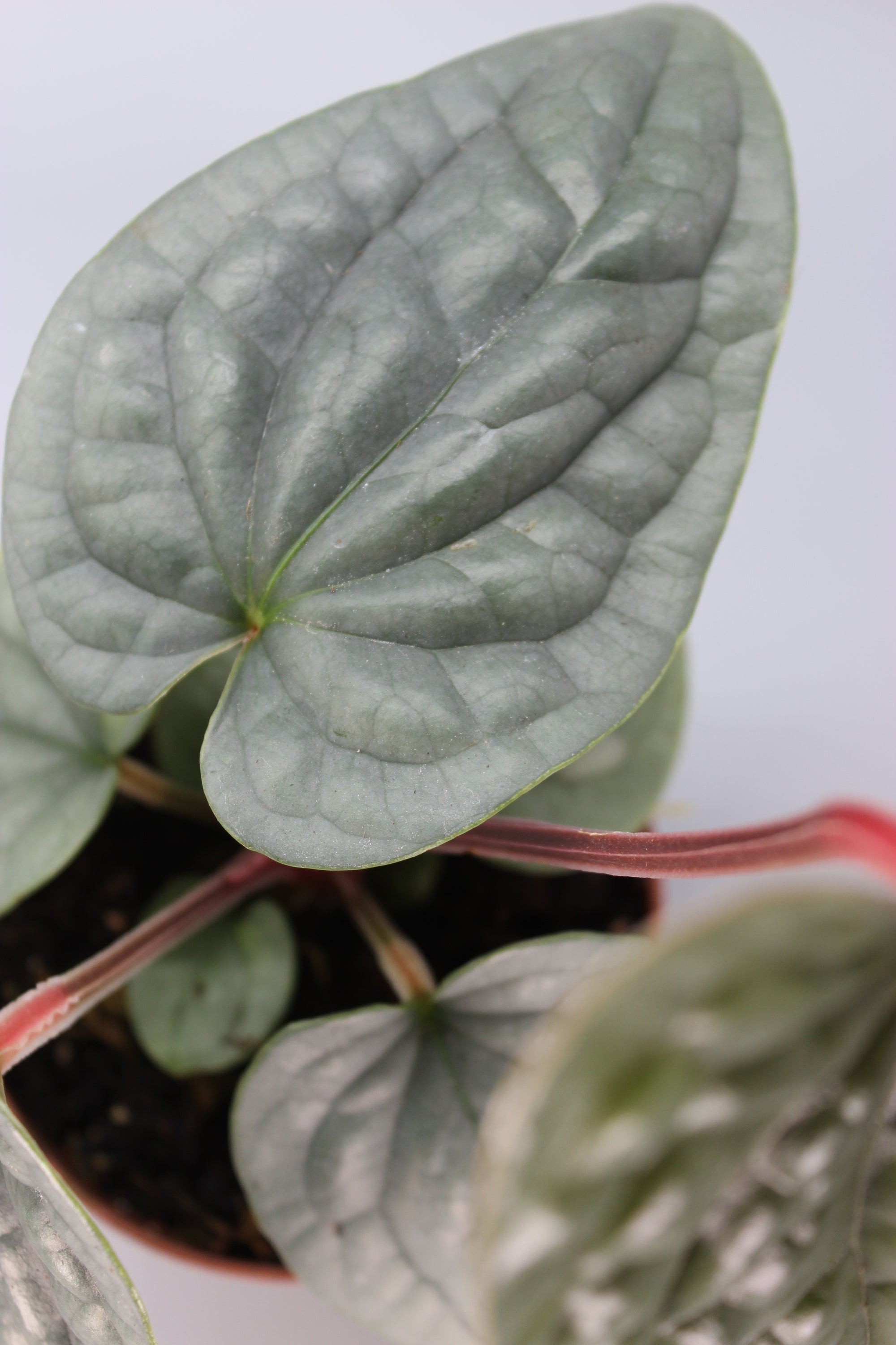 Anthurium Luxurians