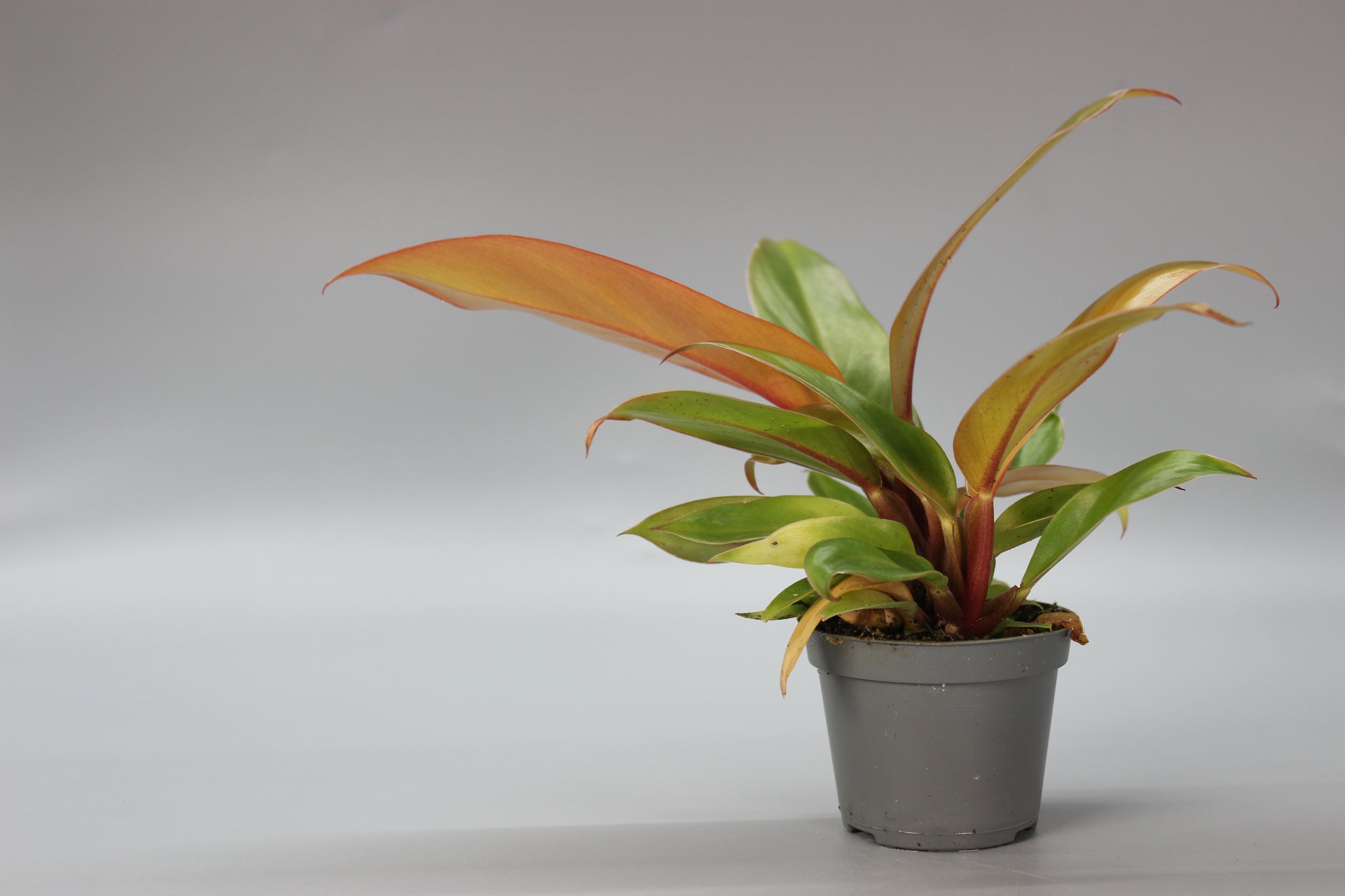 Philodendron Cherry Red