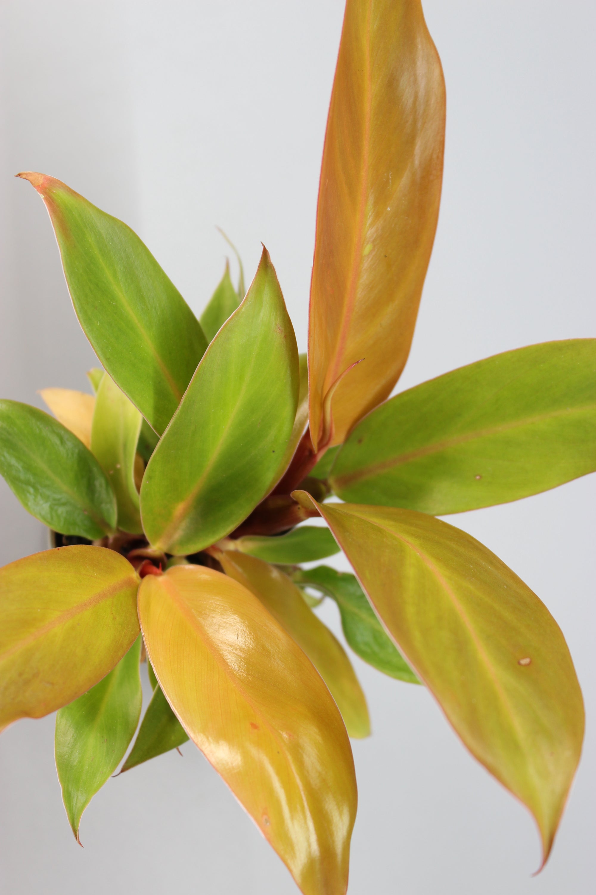 Philodendron Cherry Red