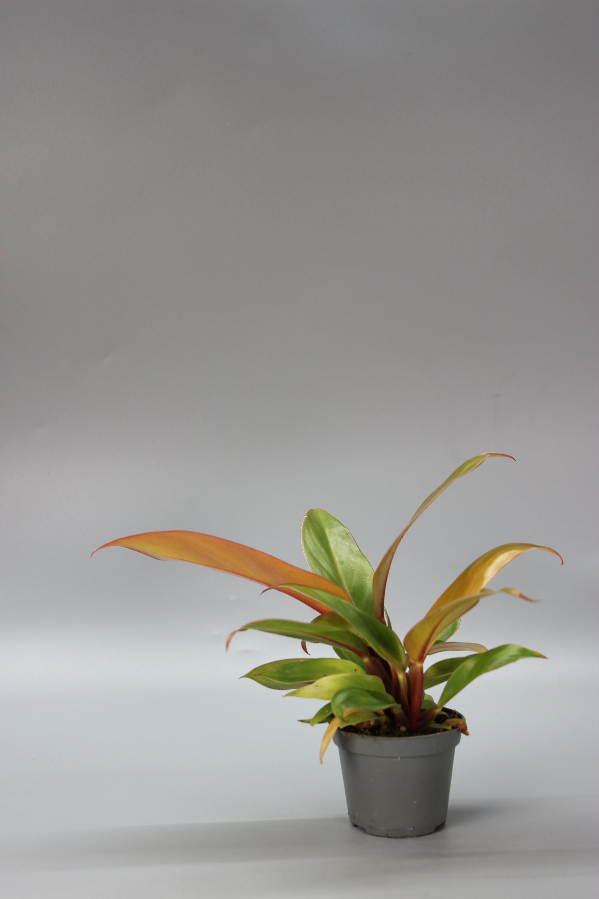 Philodendron Cherry Red