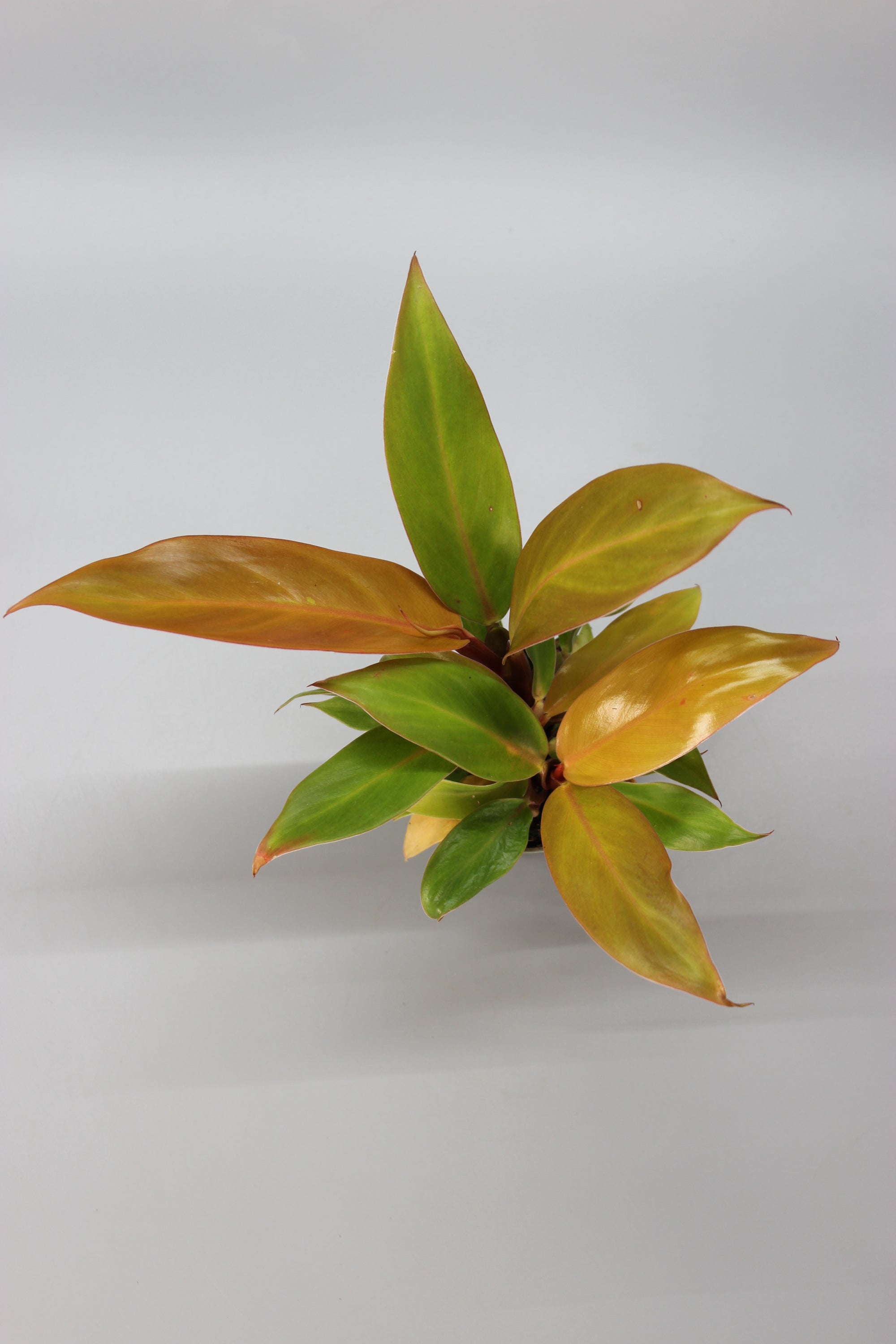 Philodendron Cherry Red