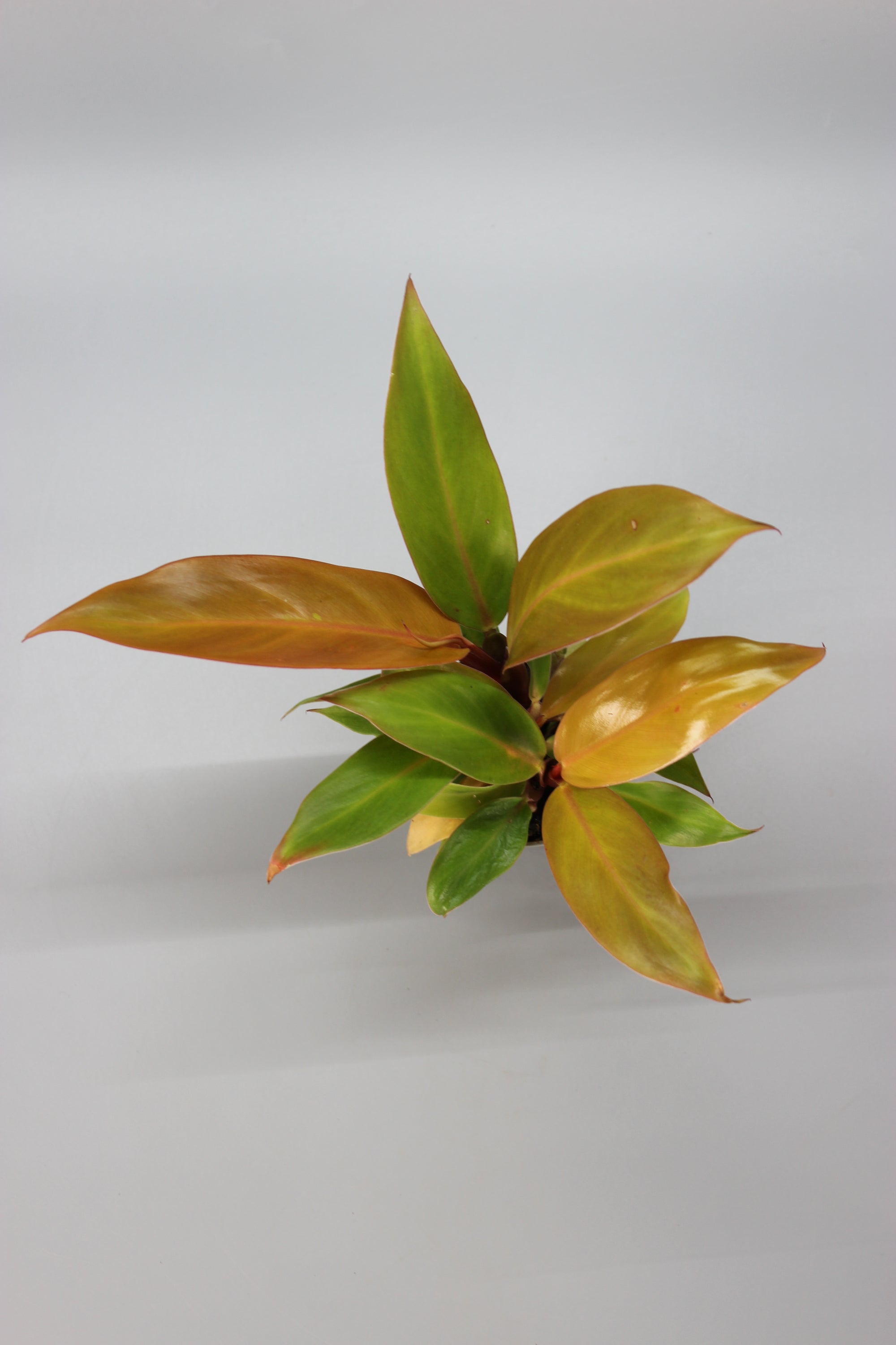 Philodendron Cherry Red