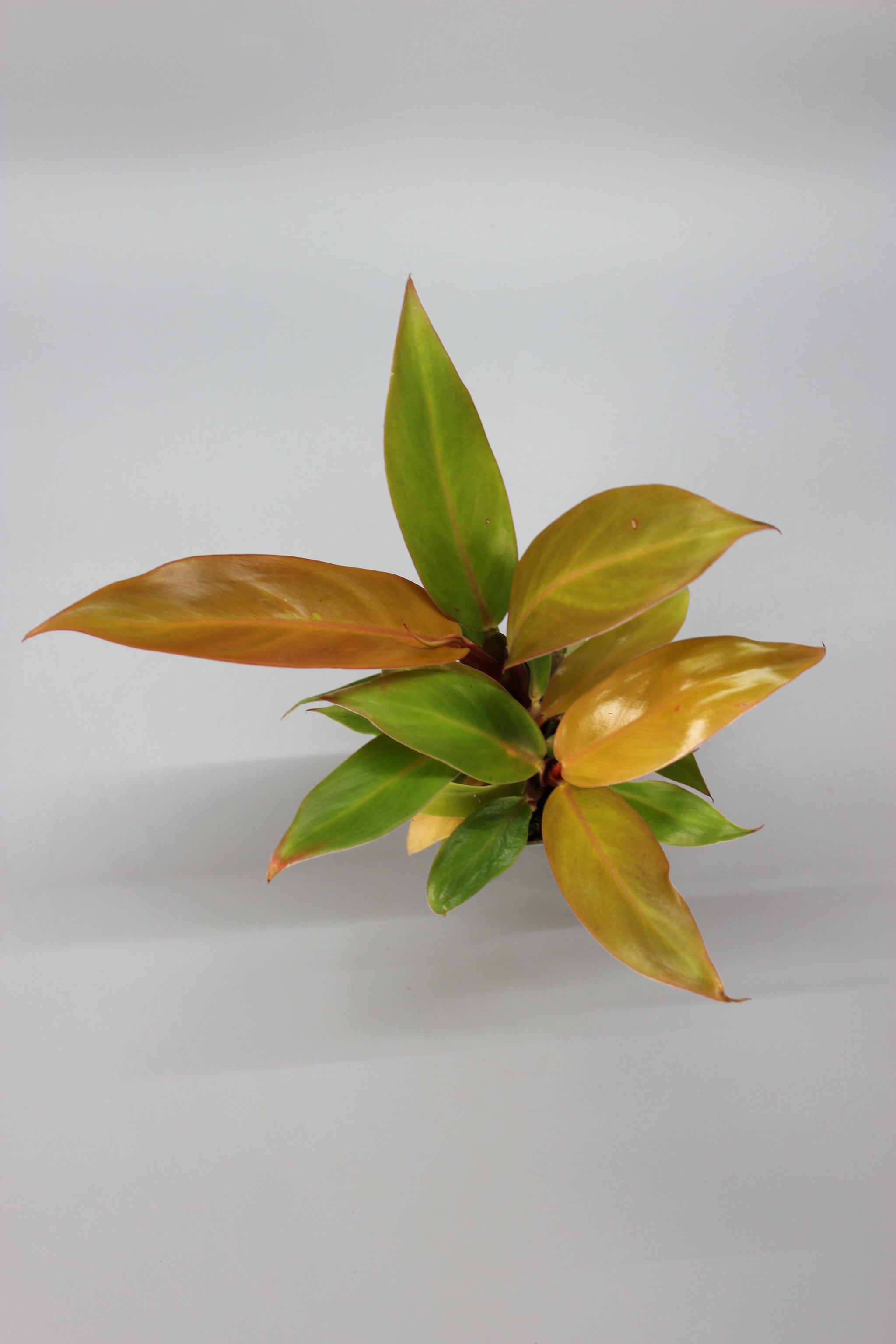 Philodendron Cherry Red