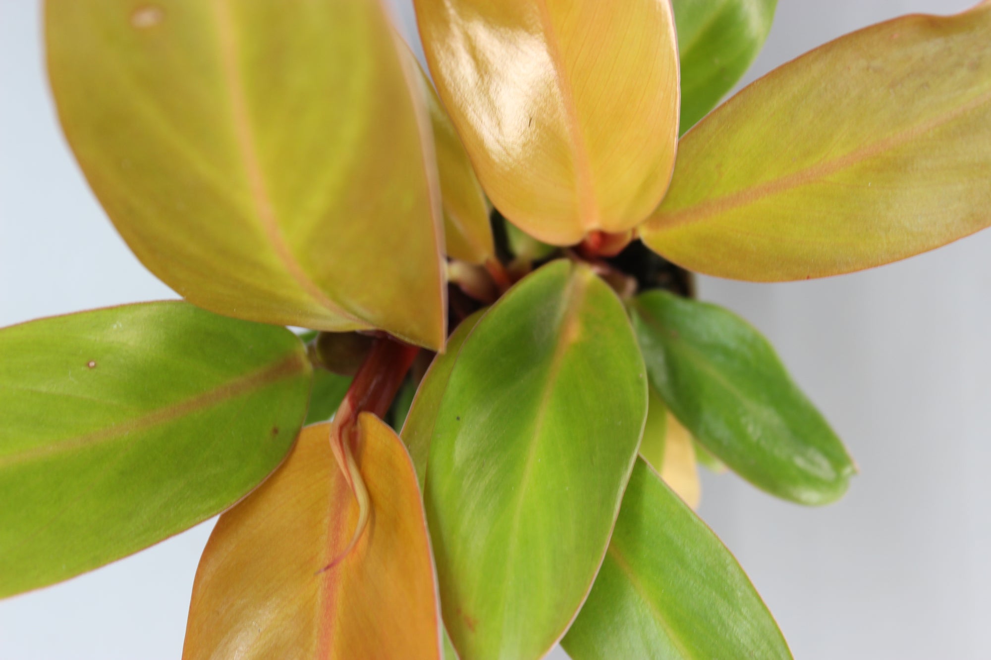 Philodendron Cherry Red