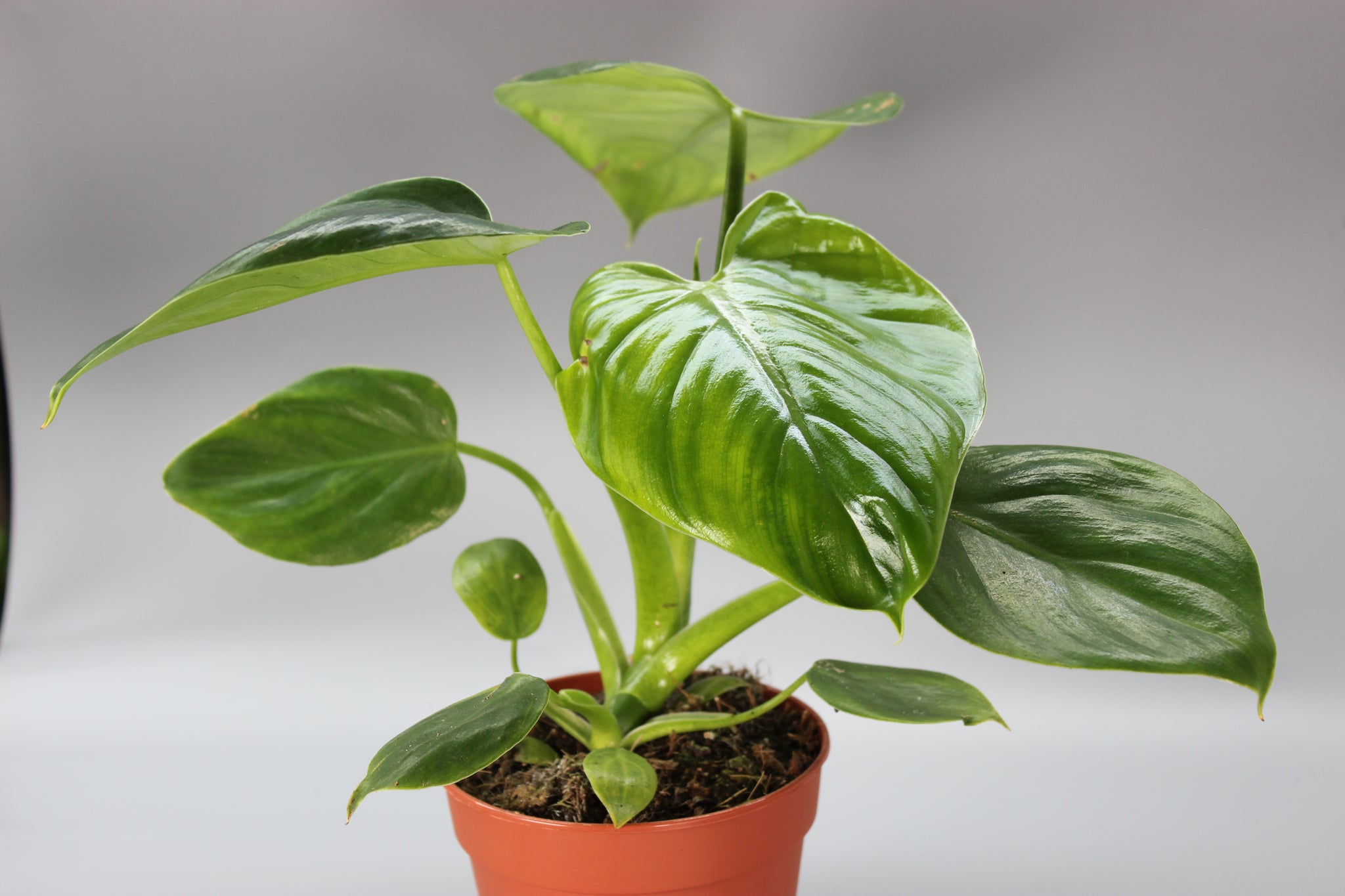 Philodendron Henry-Pittieri