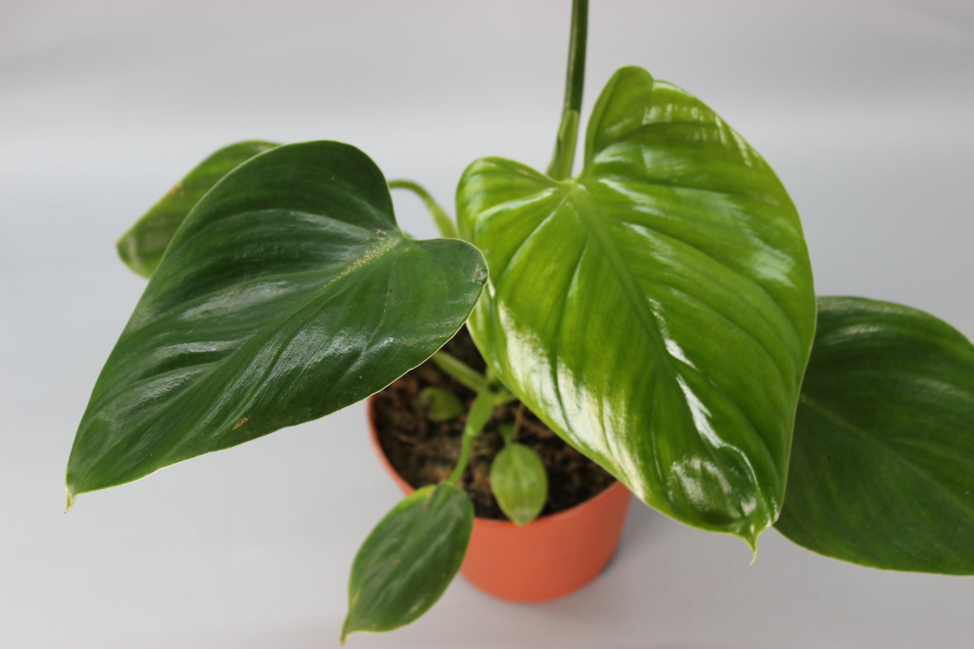 Philodendron Henry-Pittieri