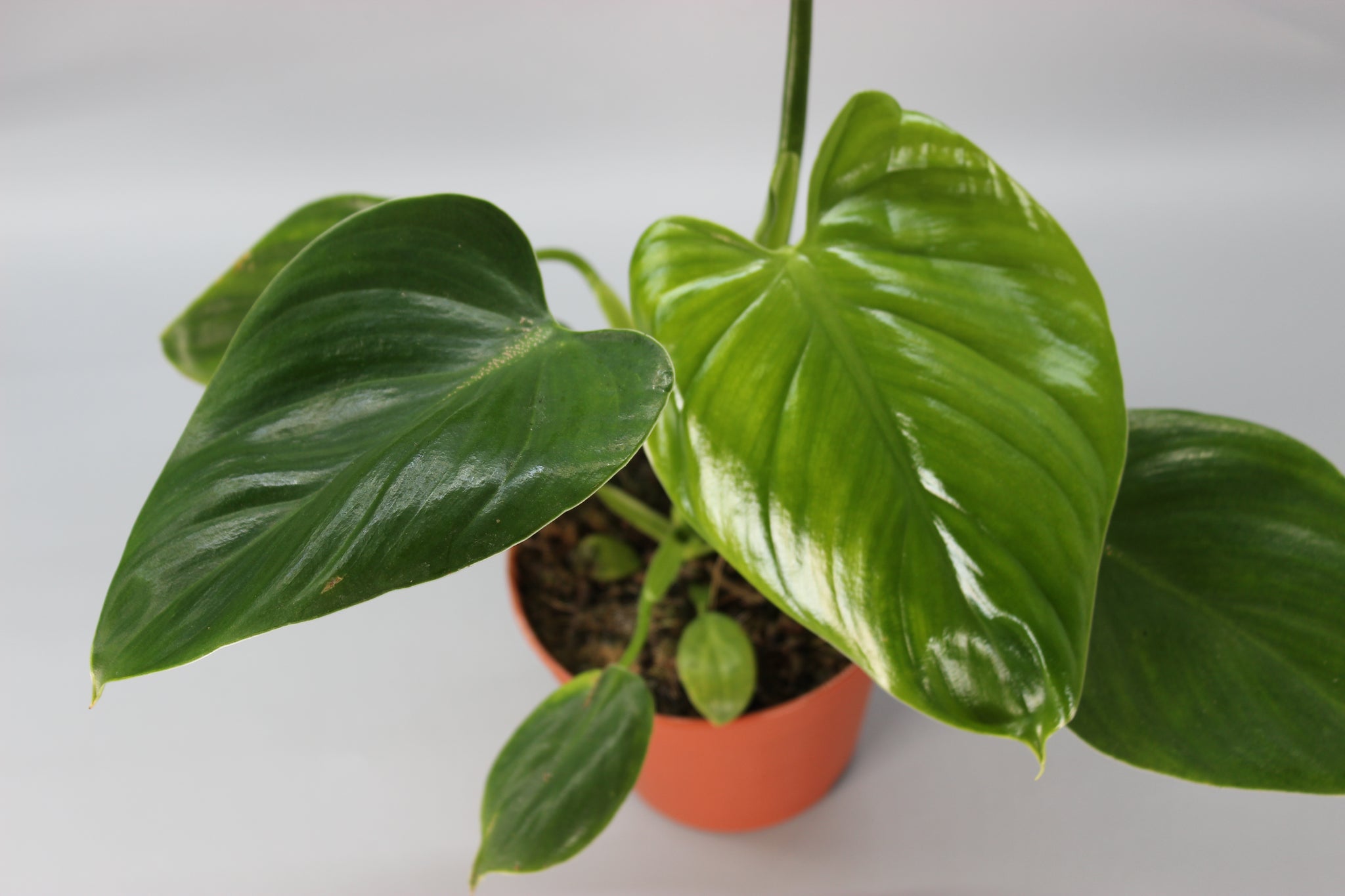 Philodendron Henry-Pittieri