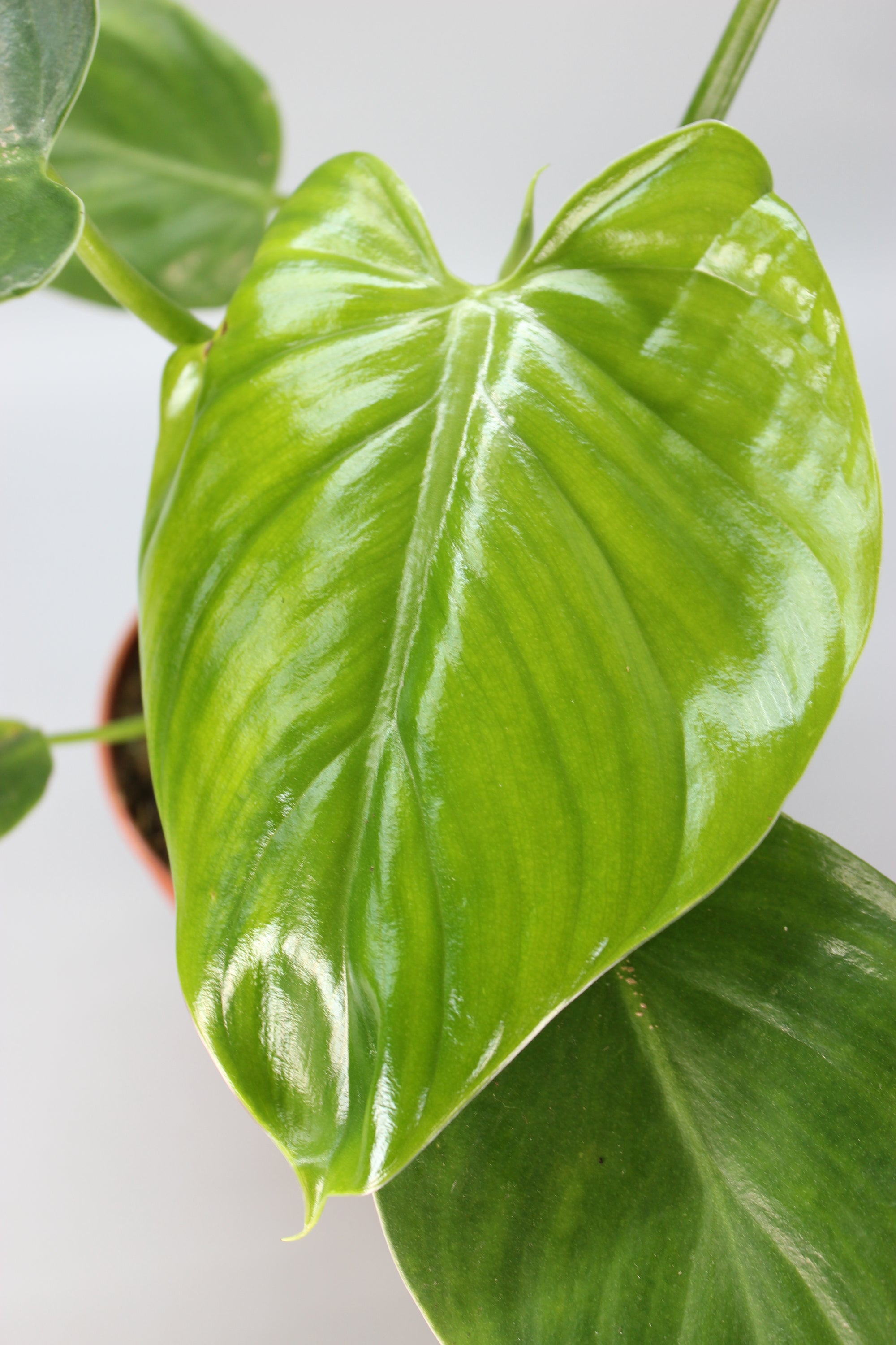 Philodendron Henry-Pittieri