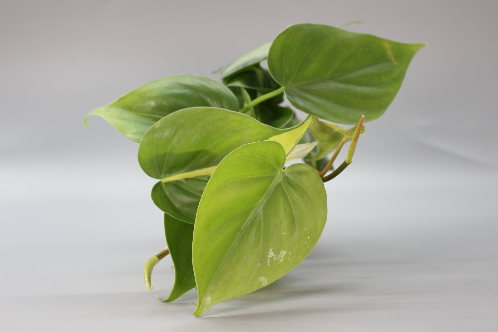 Philodendron Henry-Pittieri