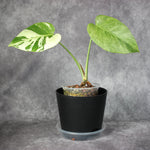Monstera Jungle Mint | Rare Houseplants