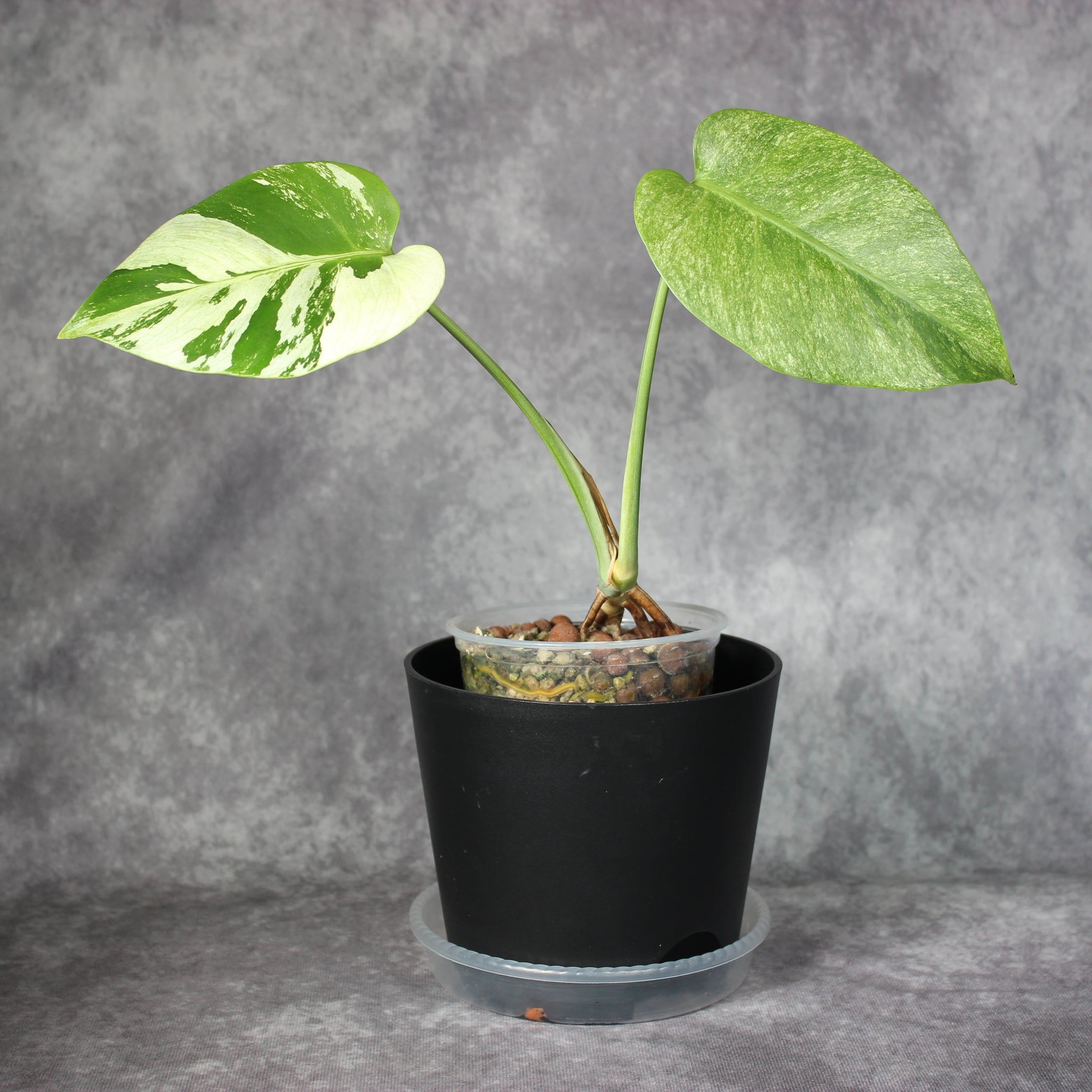 Monstera Jungle Mint | Rare Houseplants