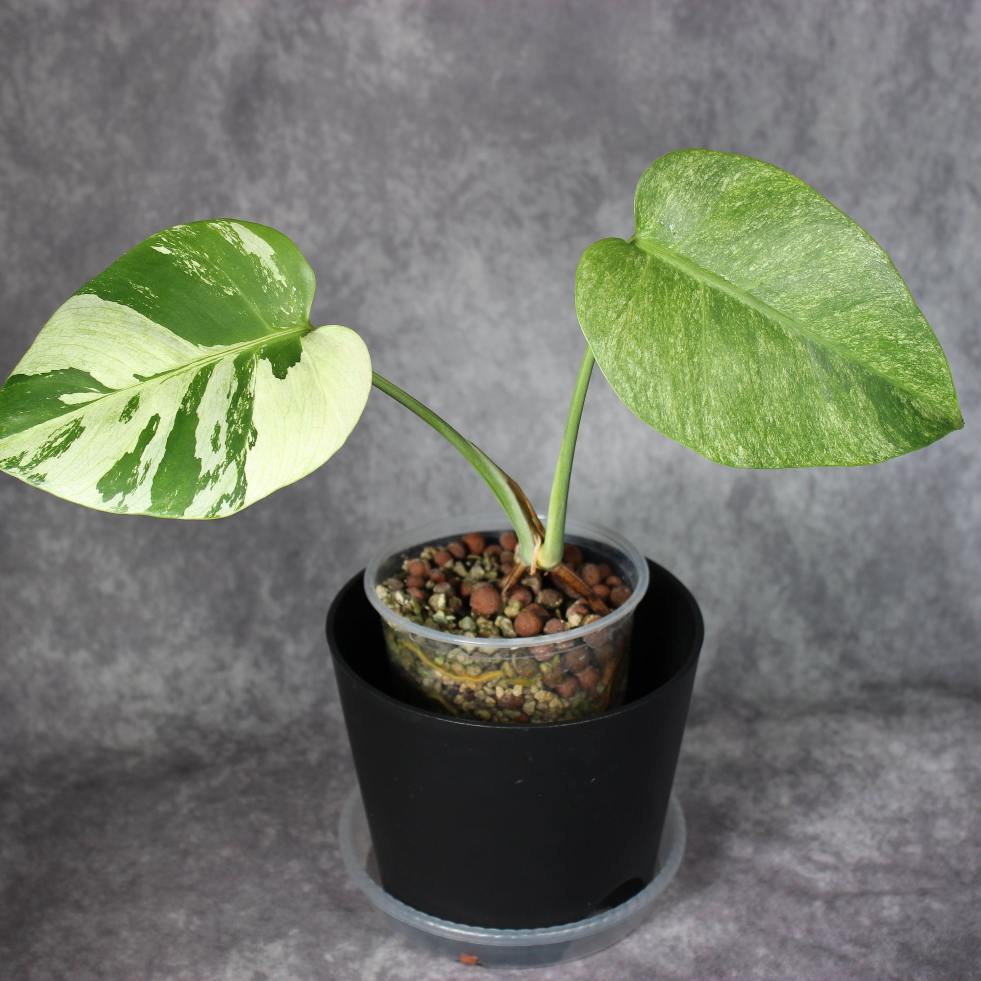Monstera Jungle Mint | Rare Houseplants