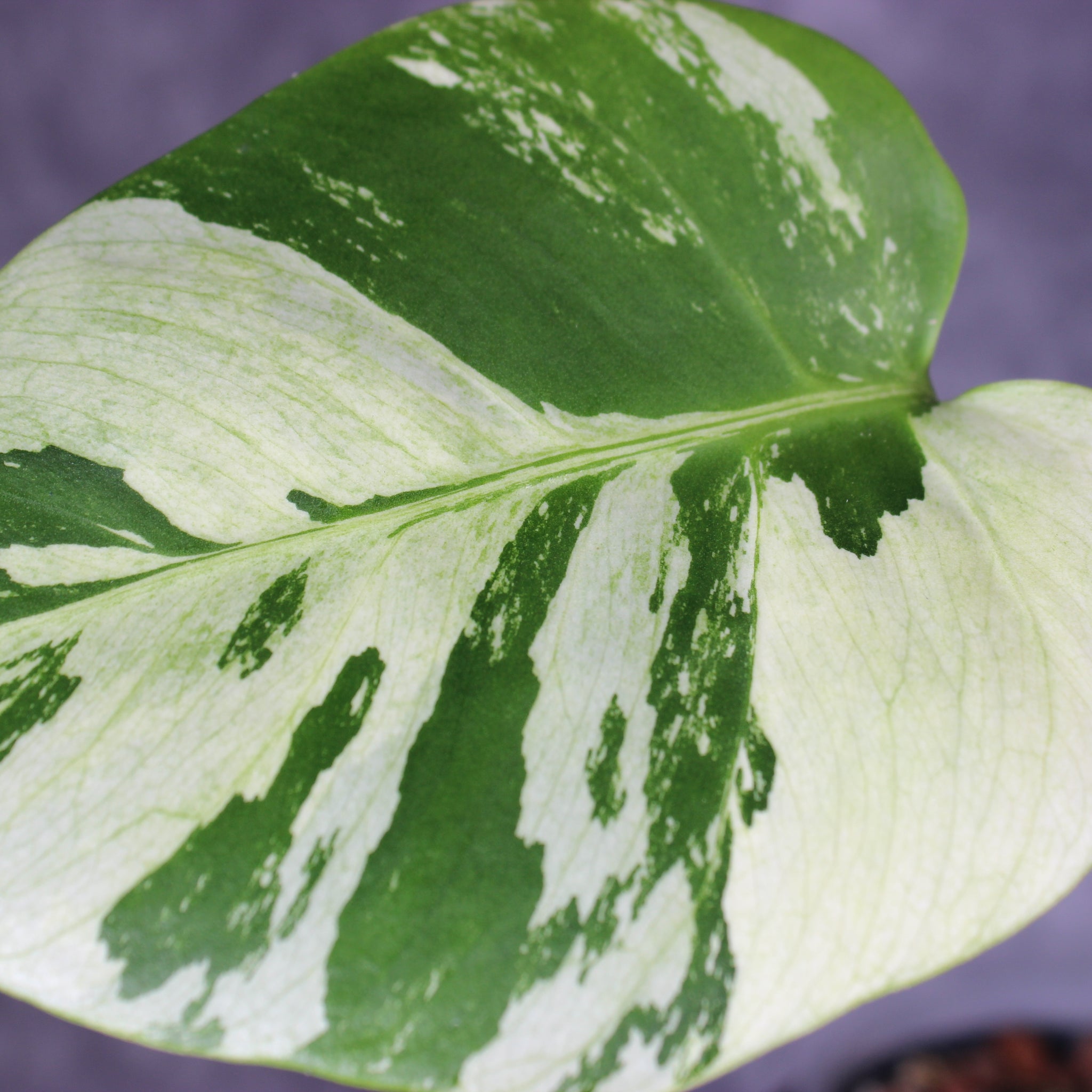 Monstera Jungle Mint | Rare Houseplants