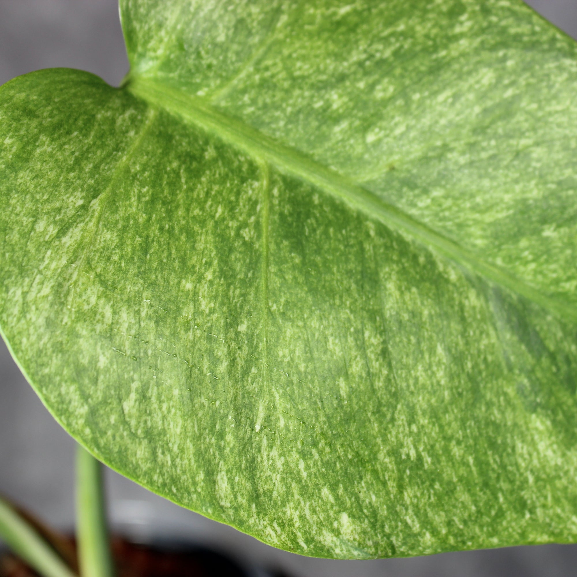 Monstera Jungle Mint | Rare Houseplants