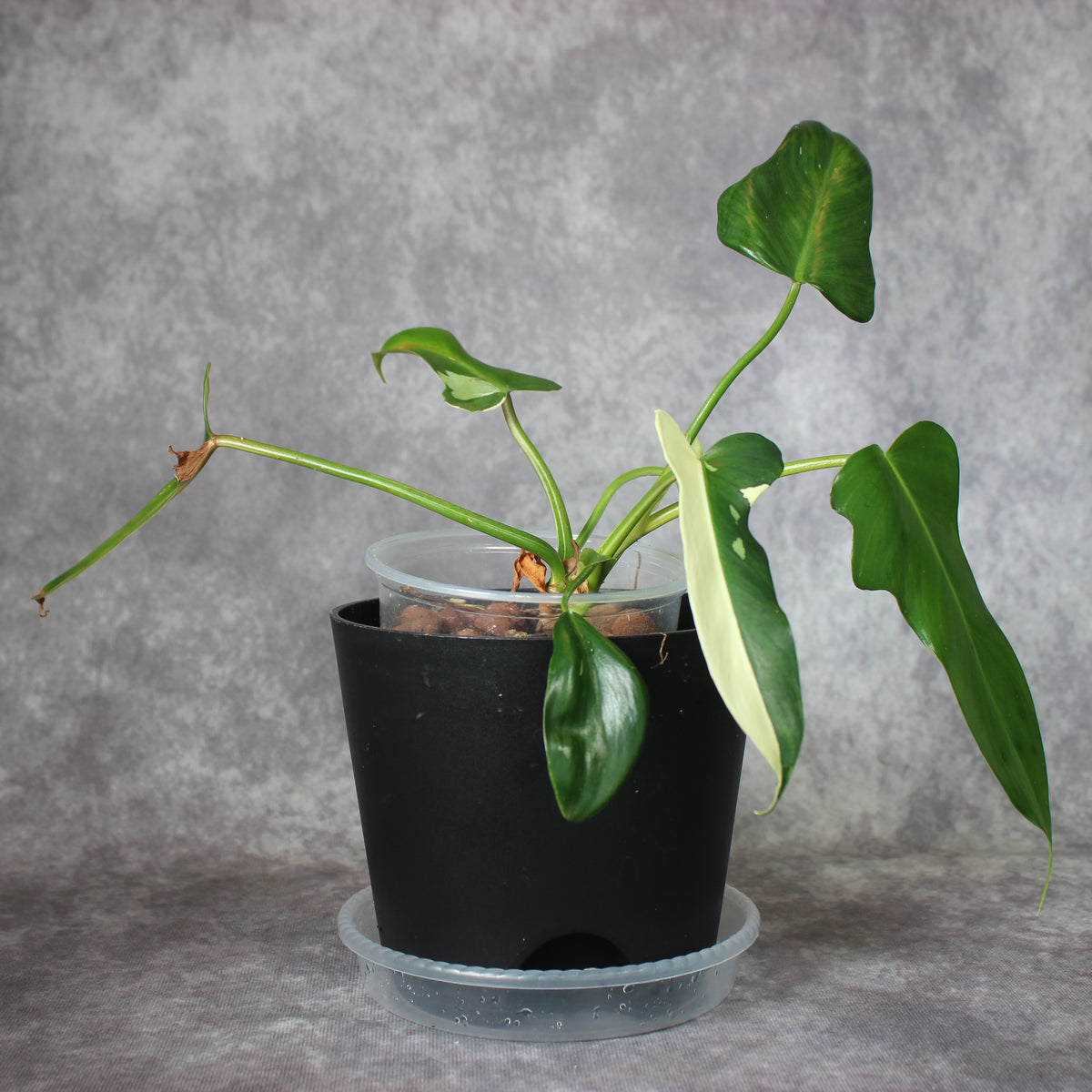 Philodendron Golden Dragon | Rare Houseplants