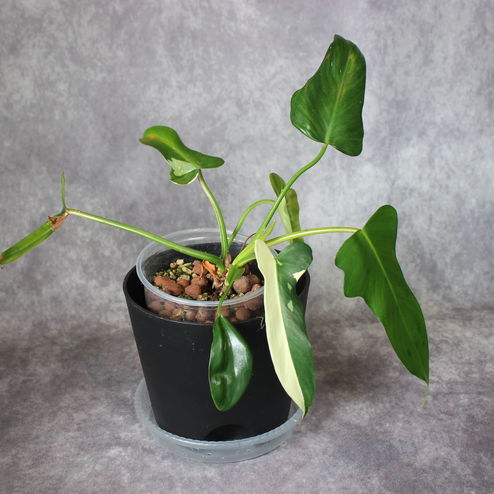 Philodendron Golden Dragon | Rare Houseplants