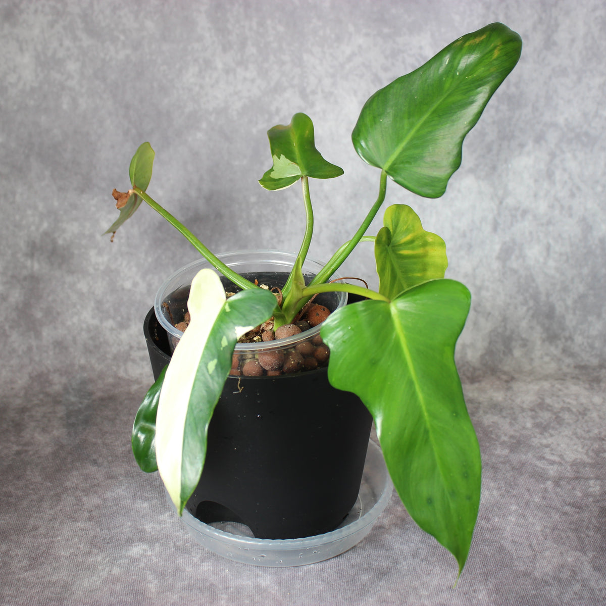 Philodendron Golden Dragon | Rare Houseplants