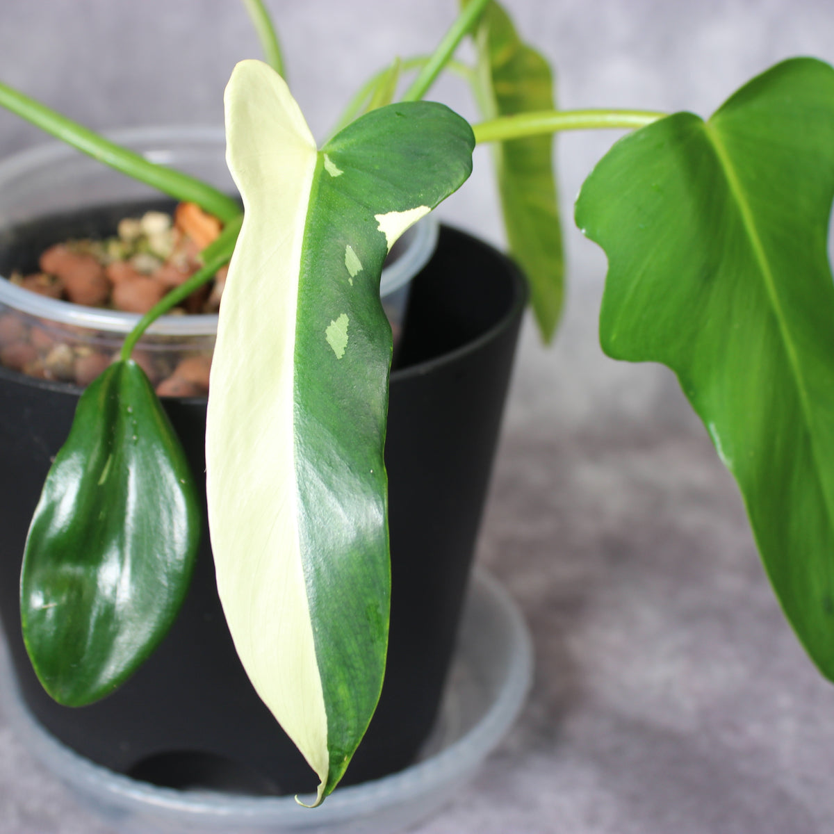 Philodendron Golden Dragon | Rare Houseplants