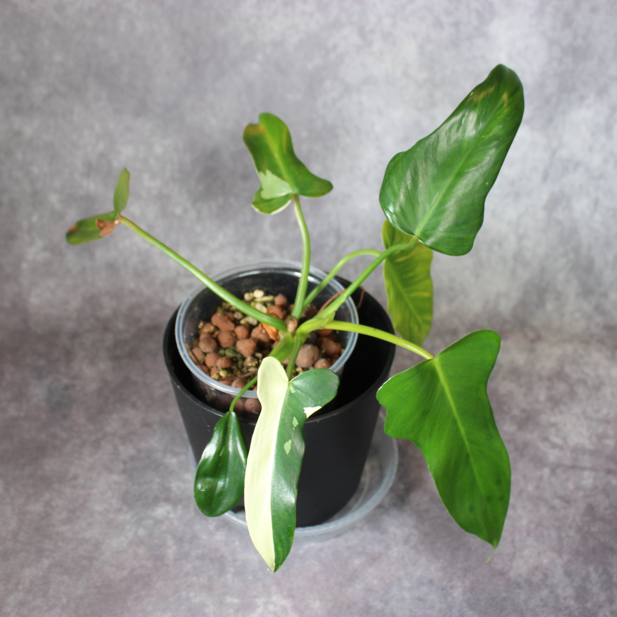 Philodendron Golden Dragon | Rare Houseplants