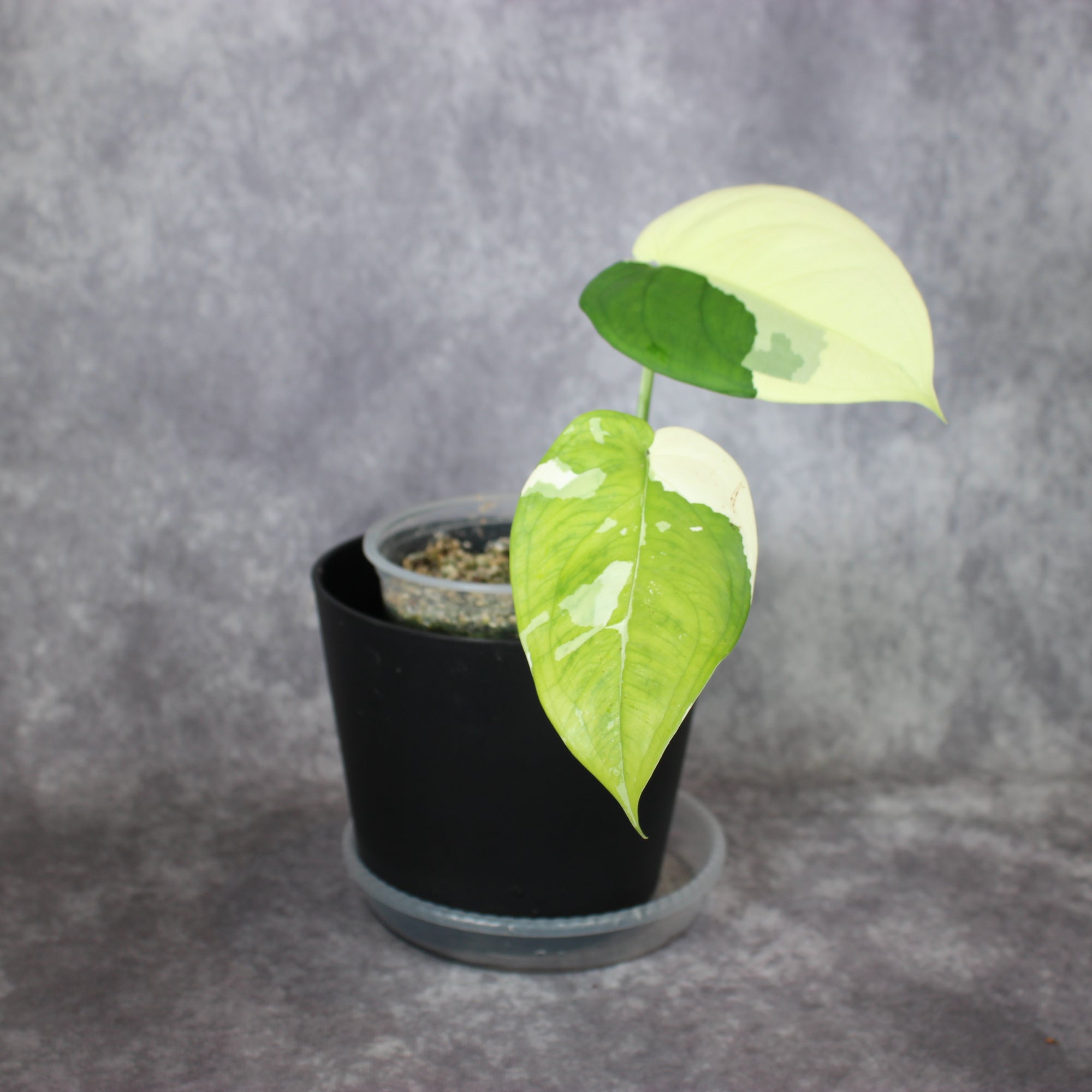 Syngonium Chiapense Variegated | Rare Houseplants