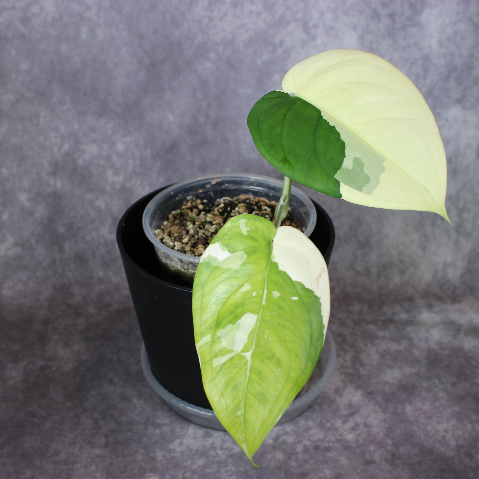 Syngonium Chiapense Variegated | Rare Houseplants