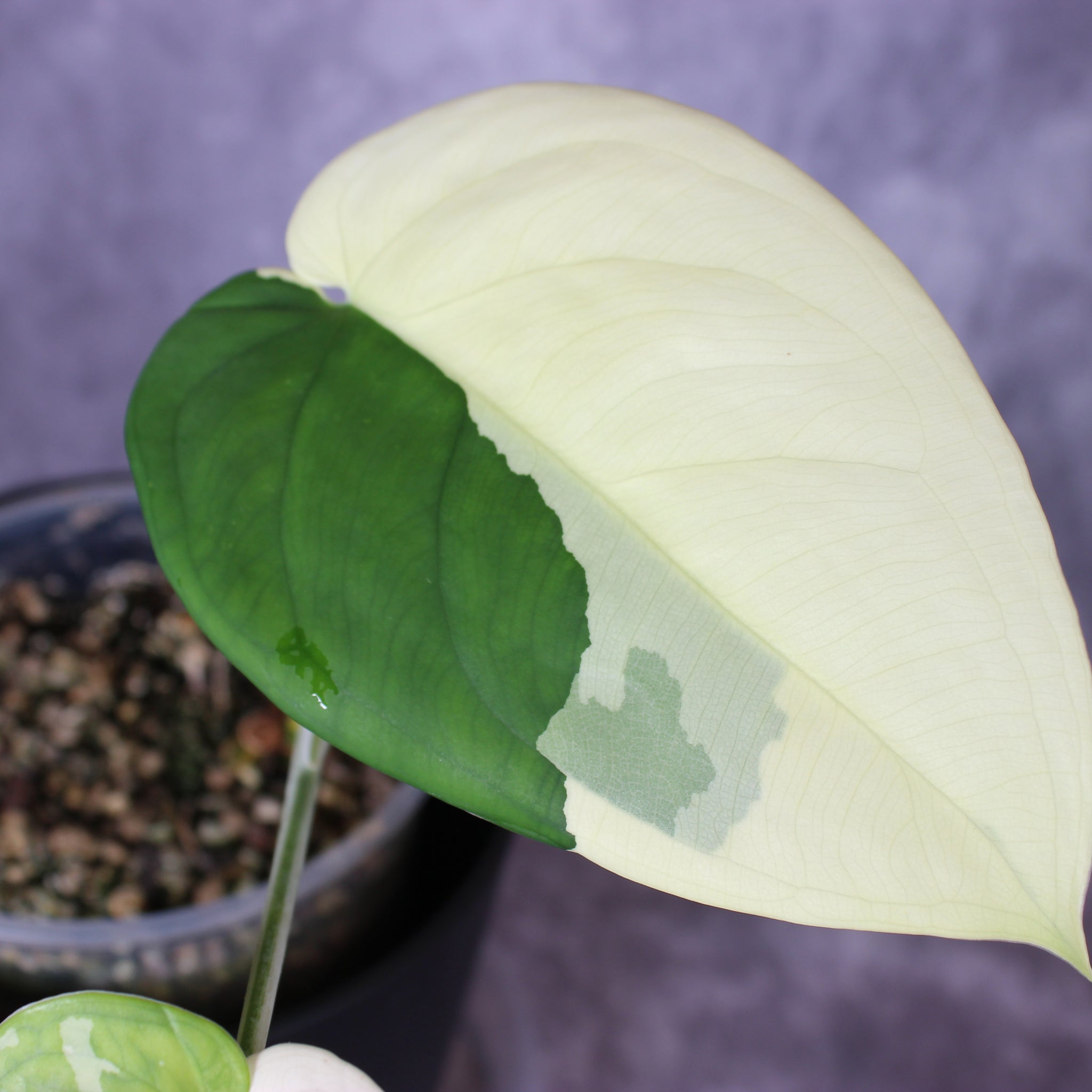 Syngonium Chiapense Variegated | Rare Houseplants
