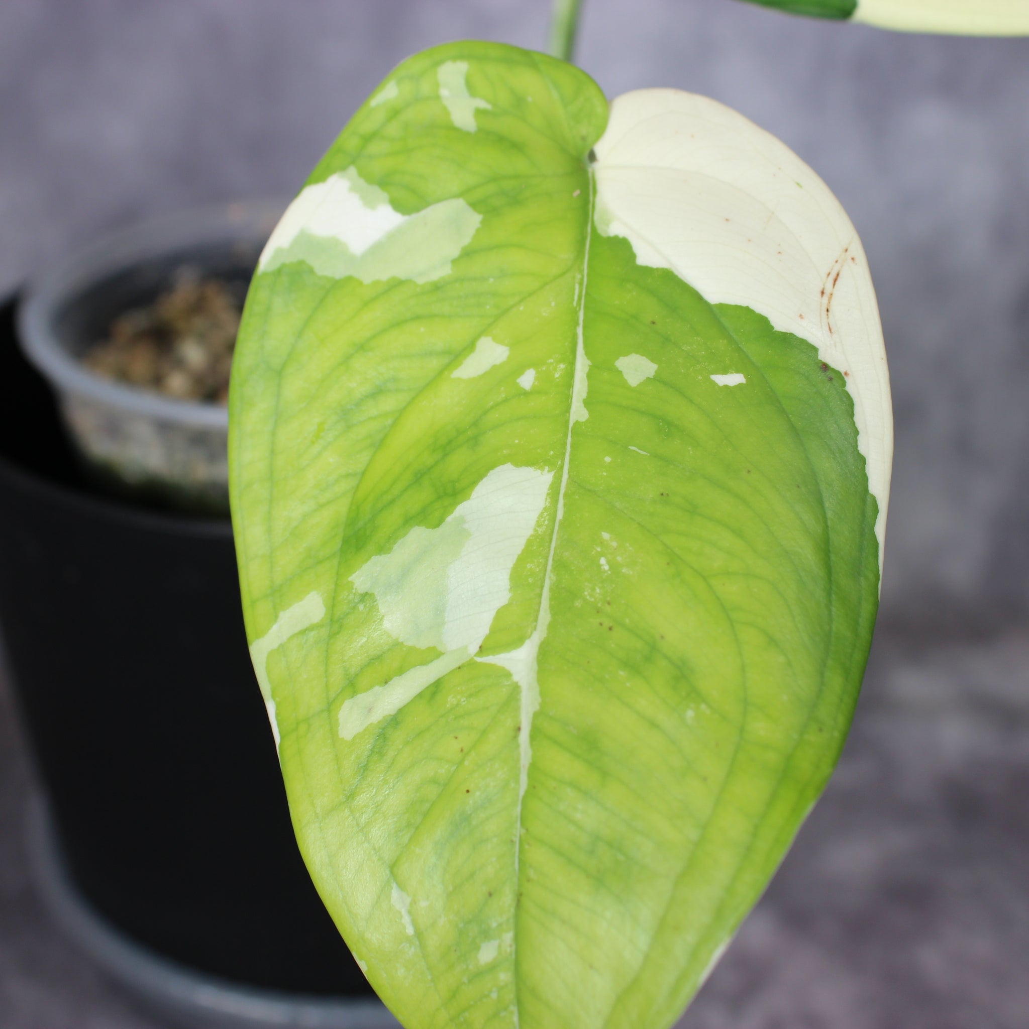Syngonium Chiapense Variegated | Rare Houseplants