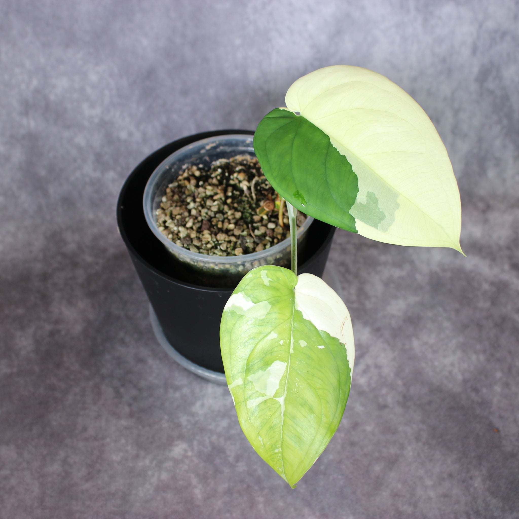 Syngonium Chiapense Variegated | Rare Houseplants