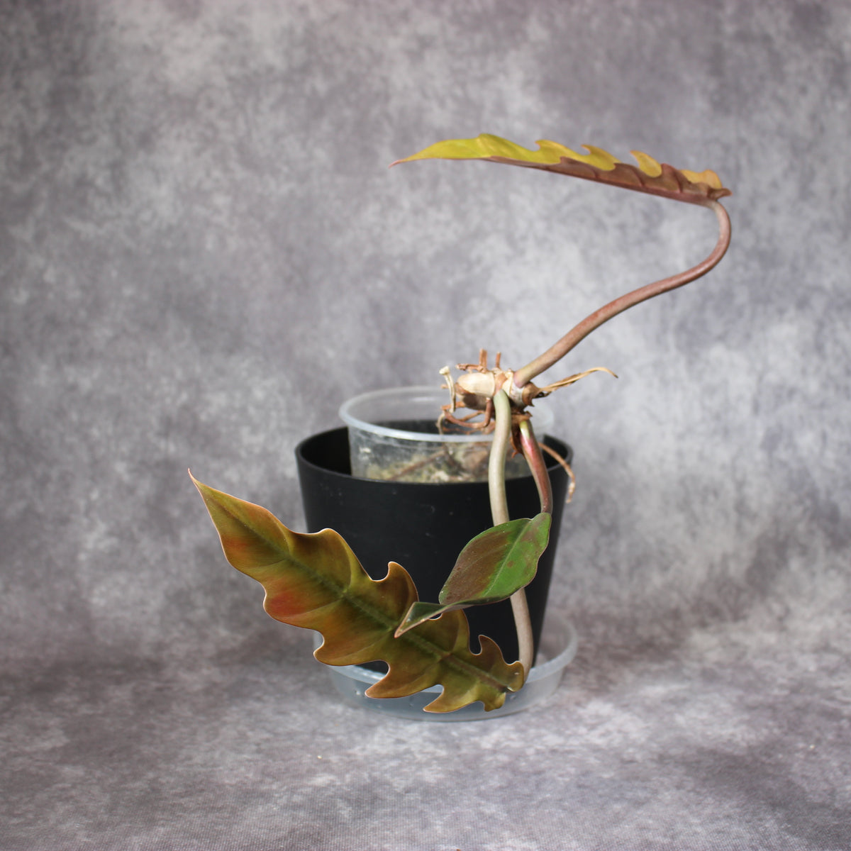 Philodendron Caramel Marble Reverted | Rare Houseplants