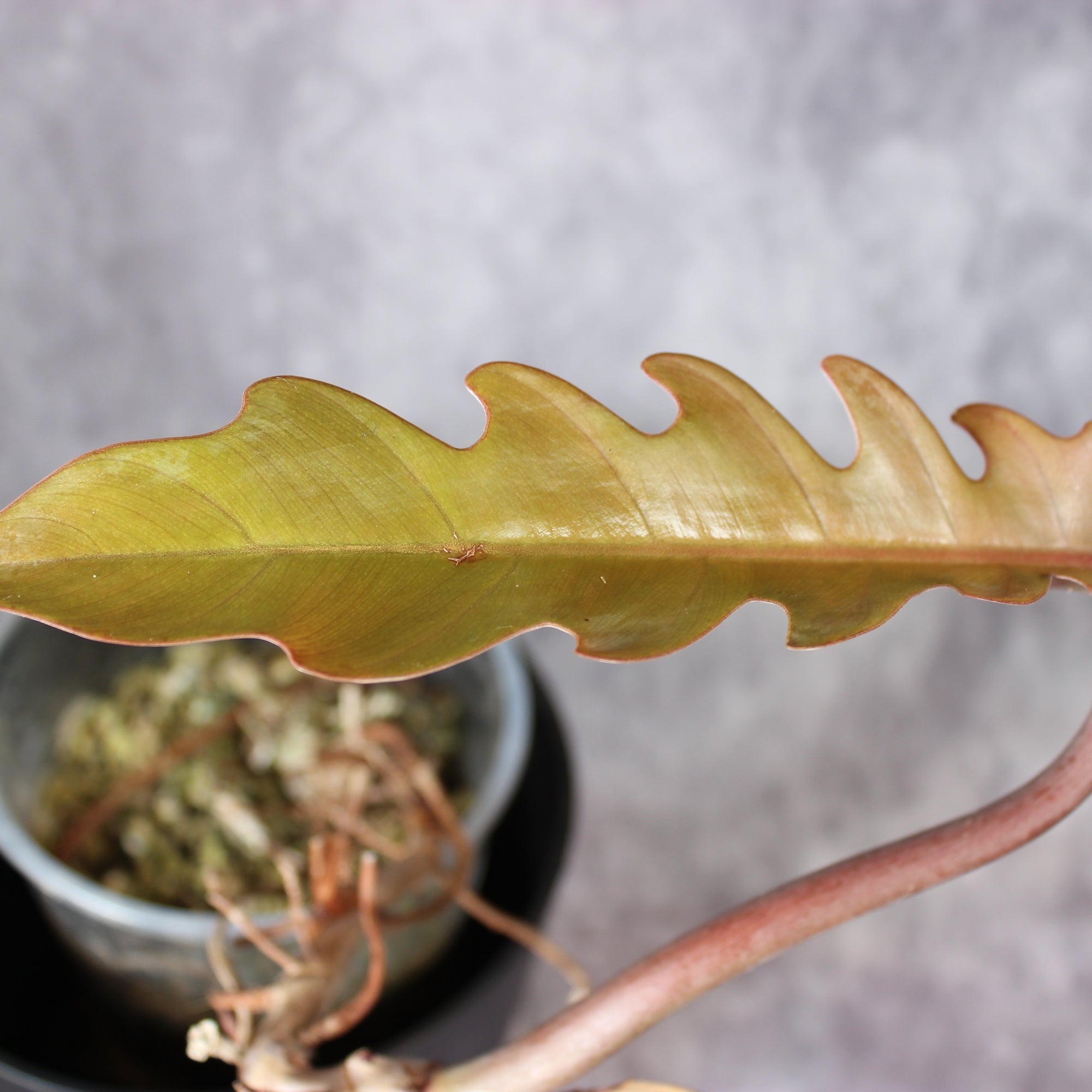 Philodendron Caramel Marble Reverted | Rare Houseplants