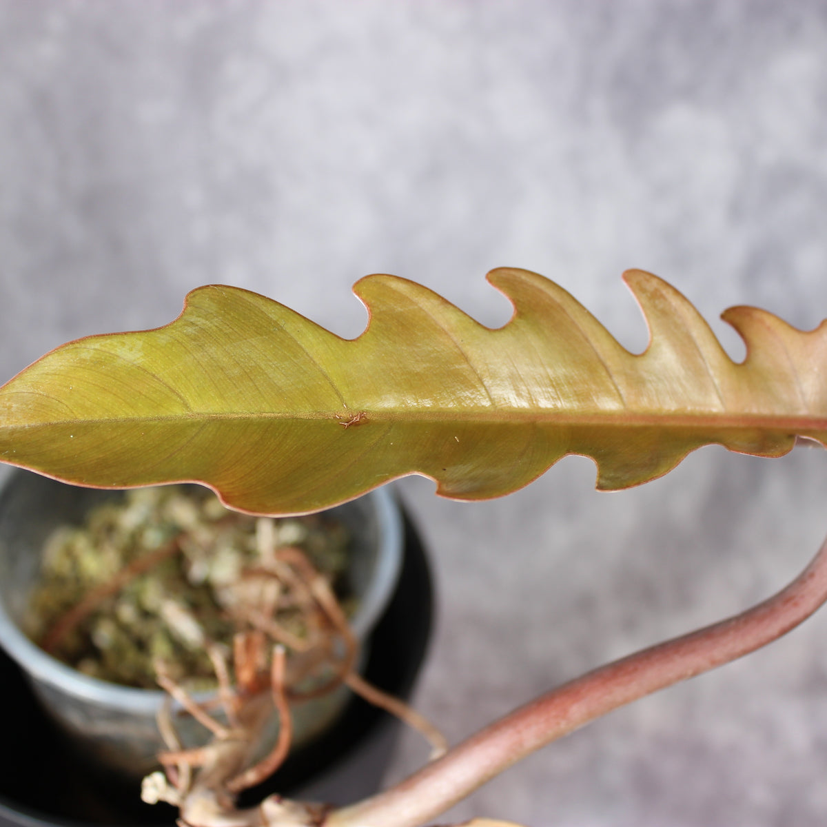 Philodendron Caramel Marble Reverted | Rare Houseplants