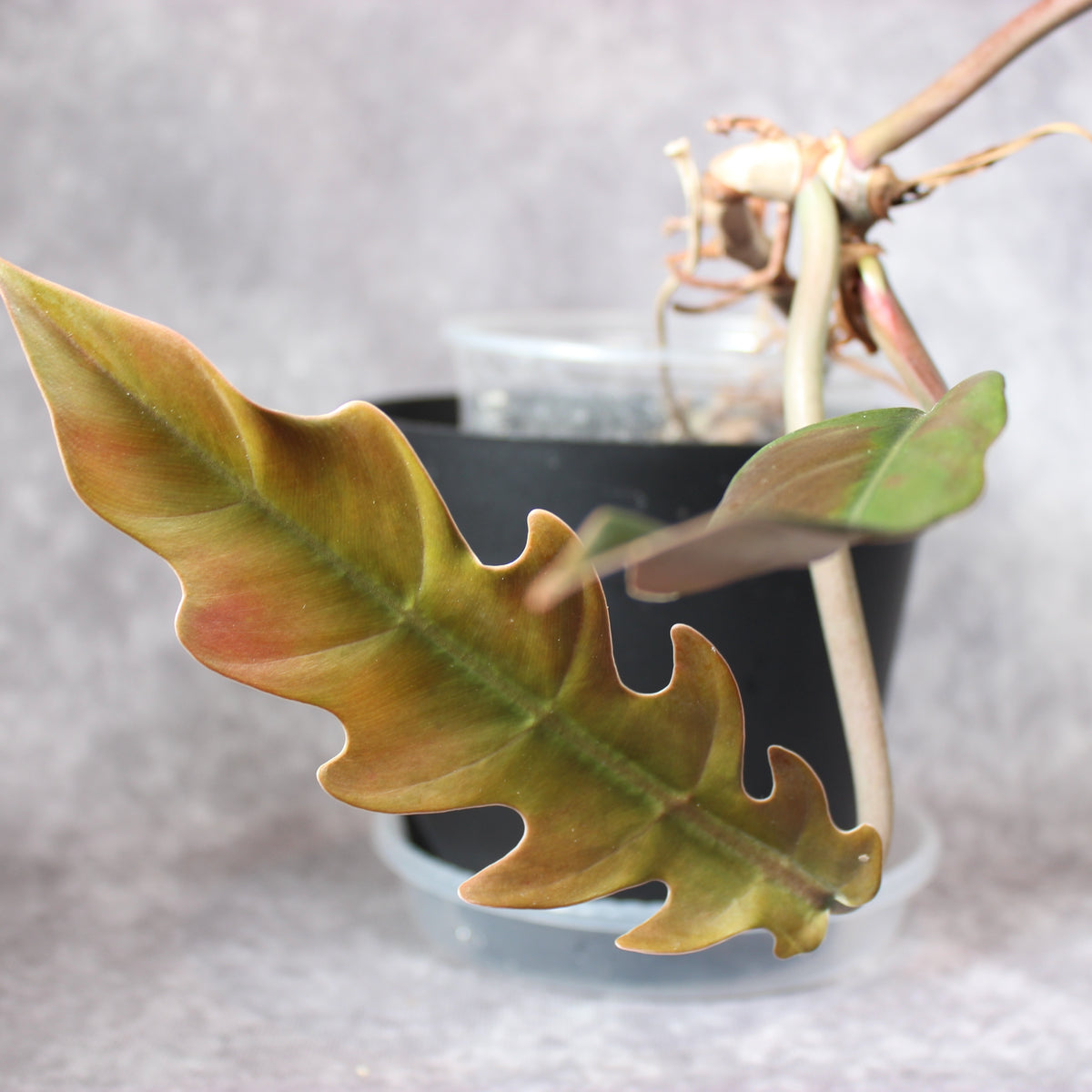 Philodendron Caramel Marble Reverted | Rare Houseplants