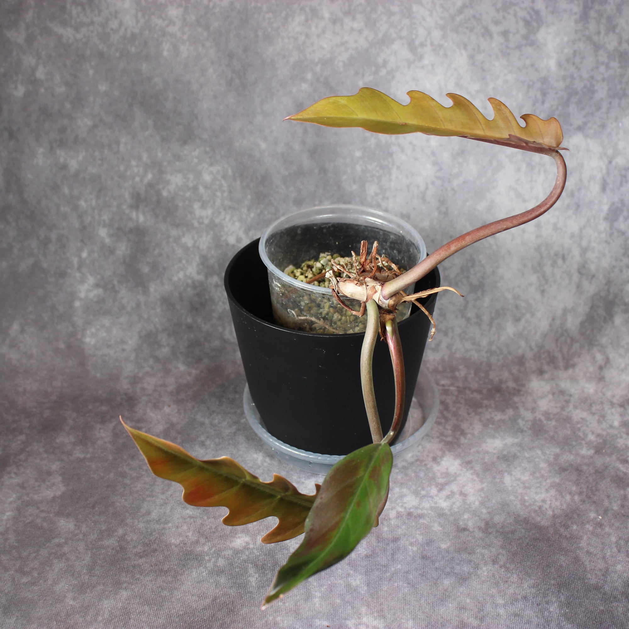 Philodendron Caramel Marble Reverted | Rare Houseplants